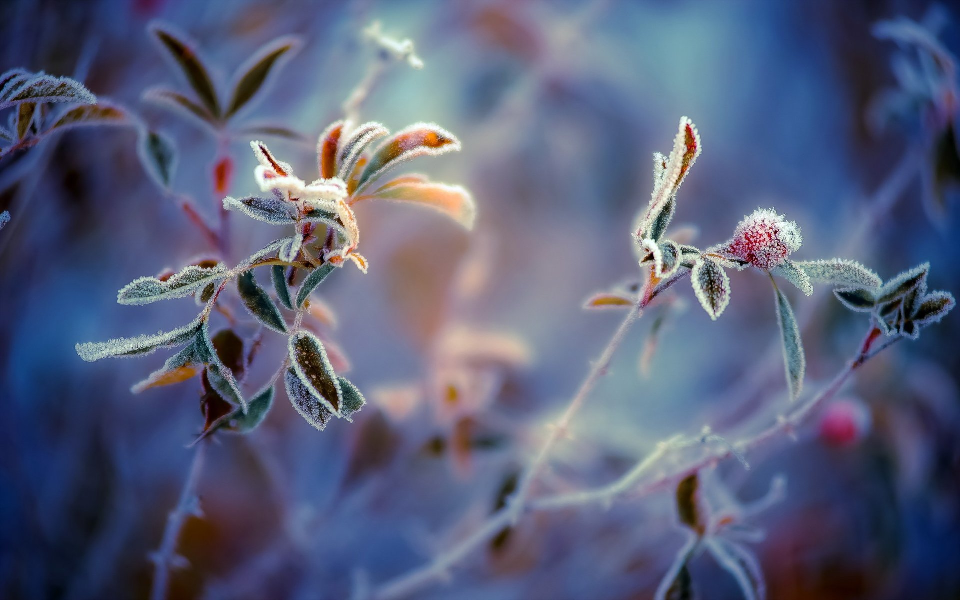 plants frost close up