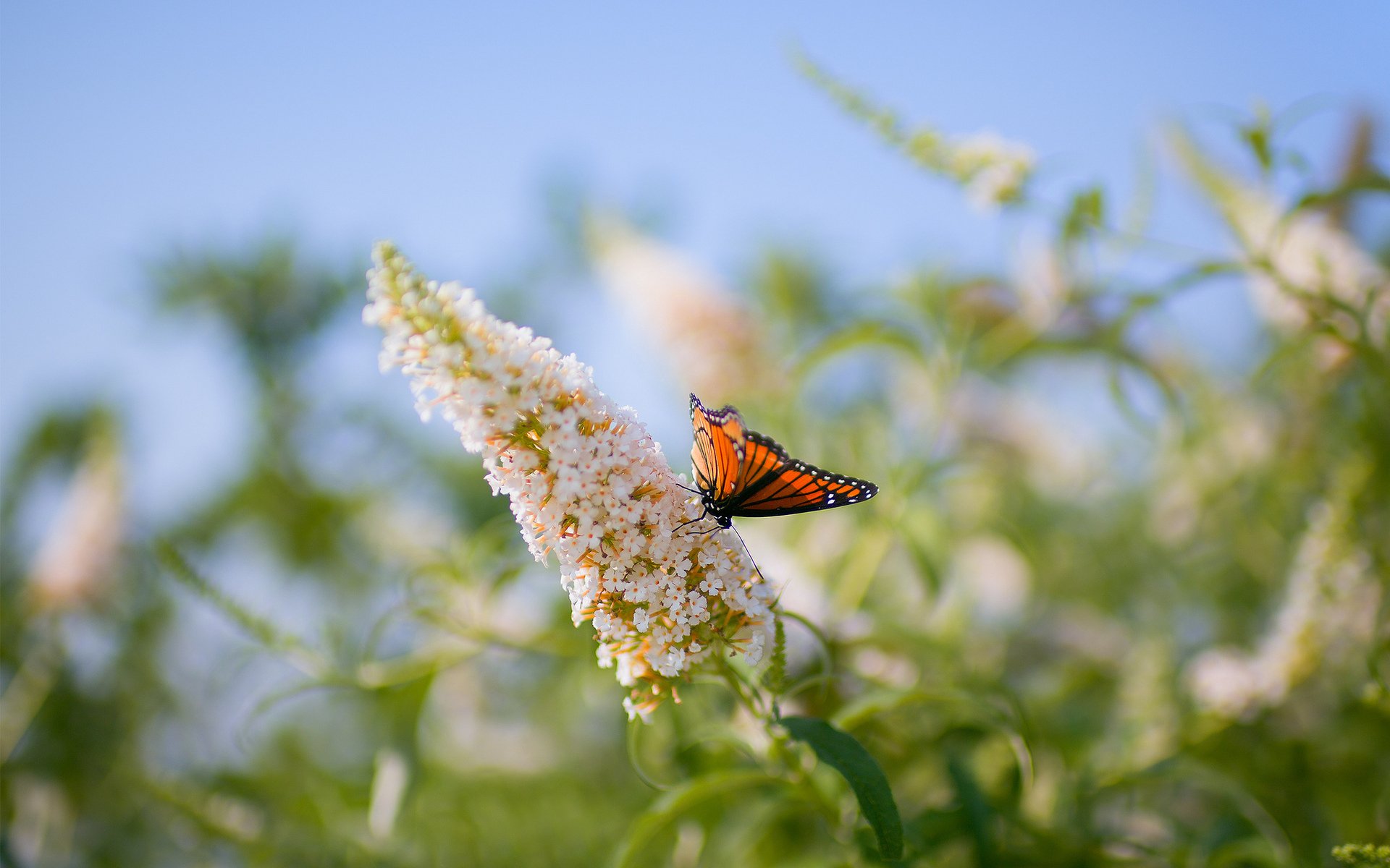 papillon fleur macro plante flou