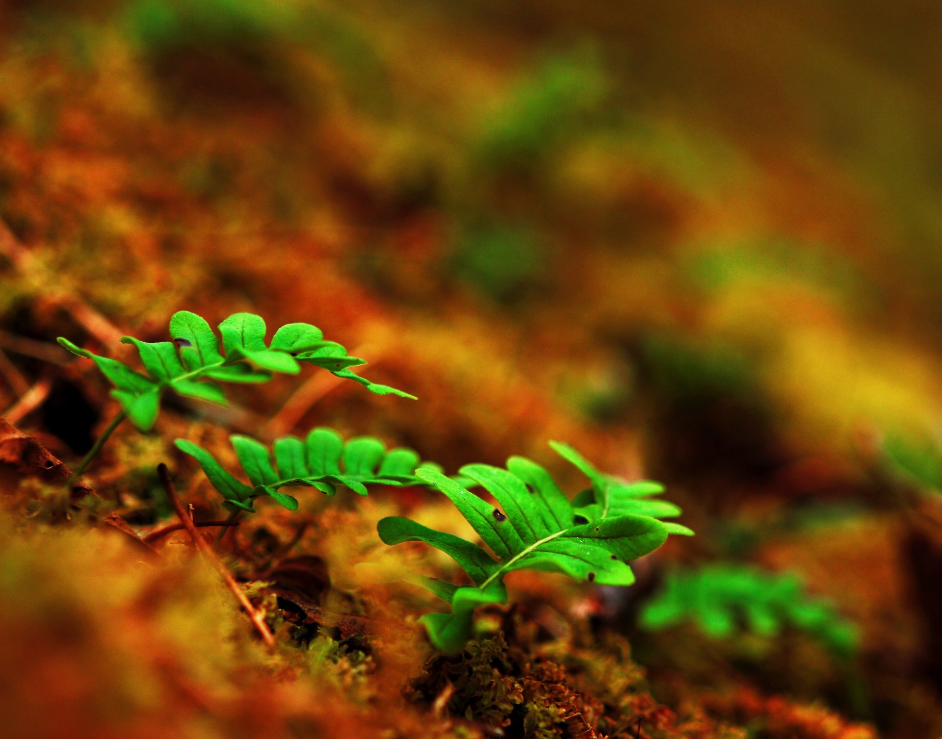 leaves shoots fern macro sprouts earth