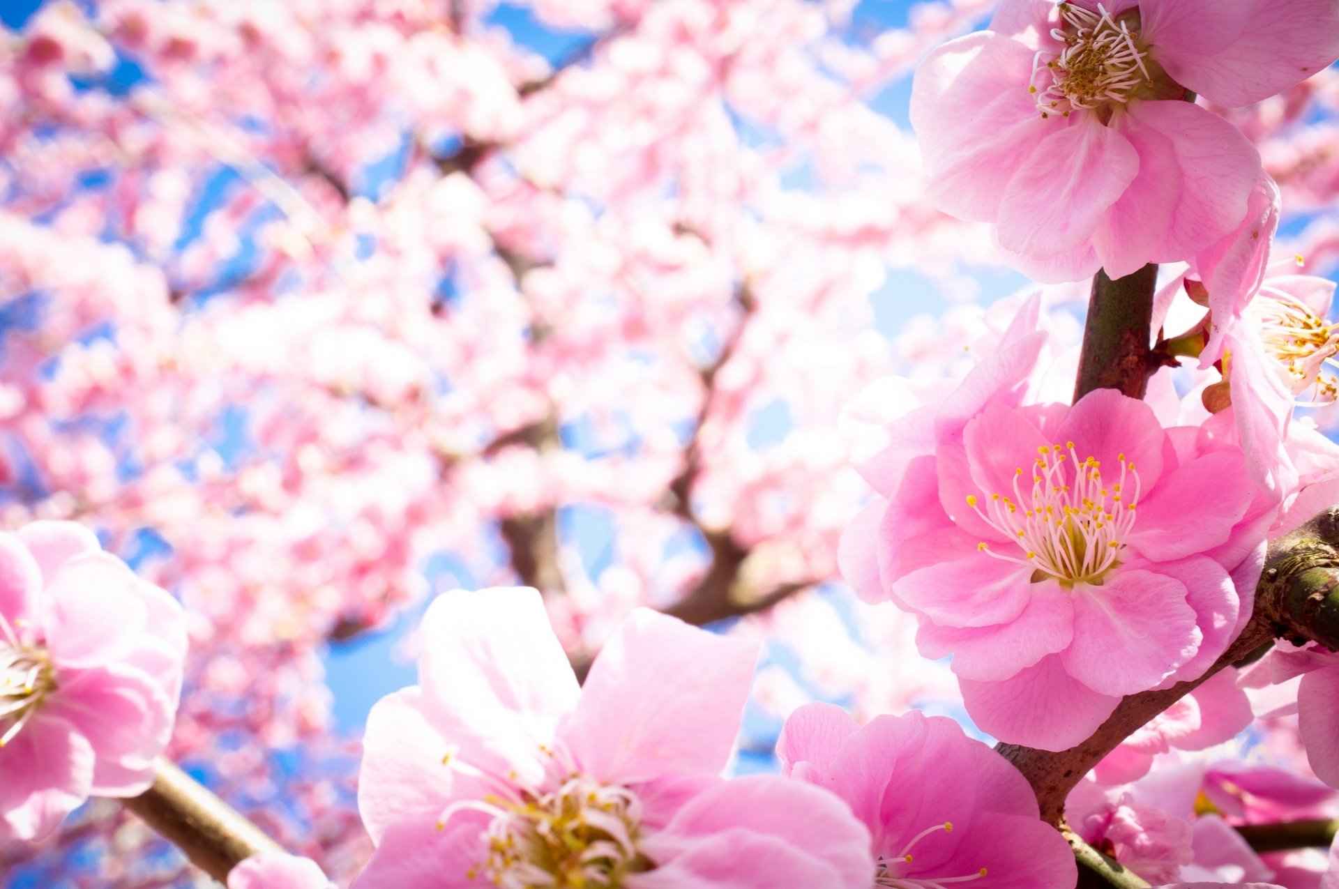 bloom close up flower pink petals branches tree drain nature spring