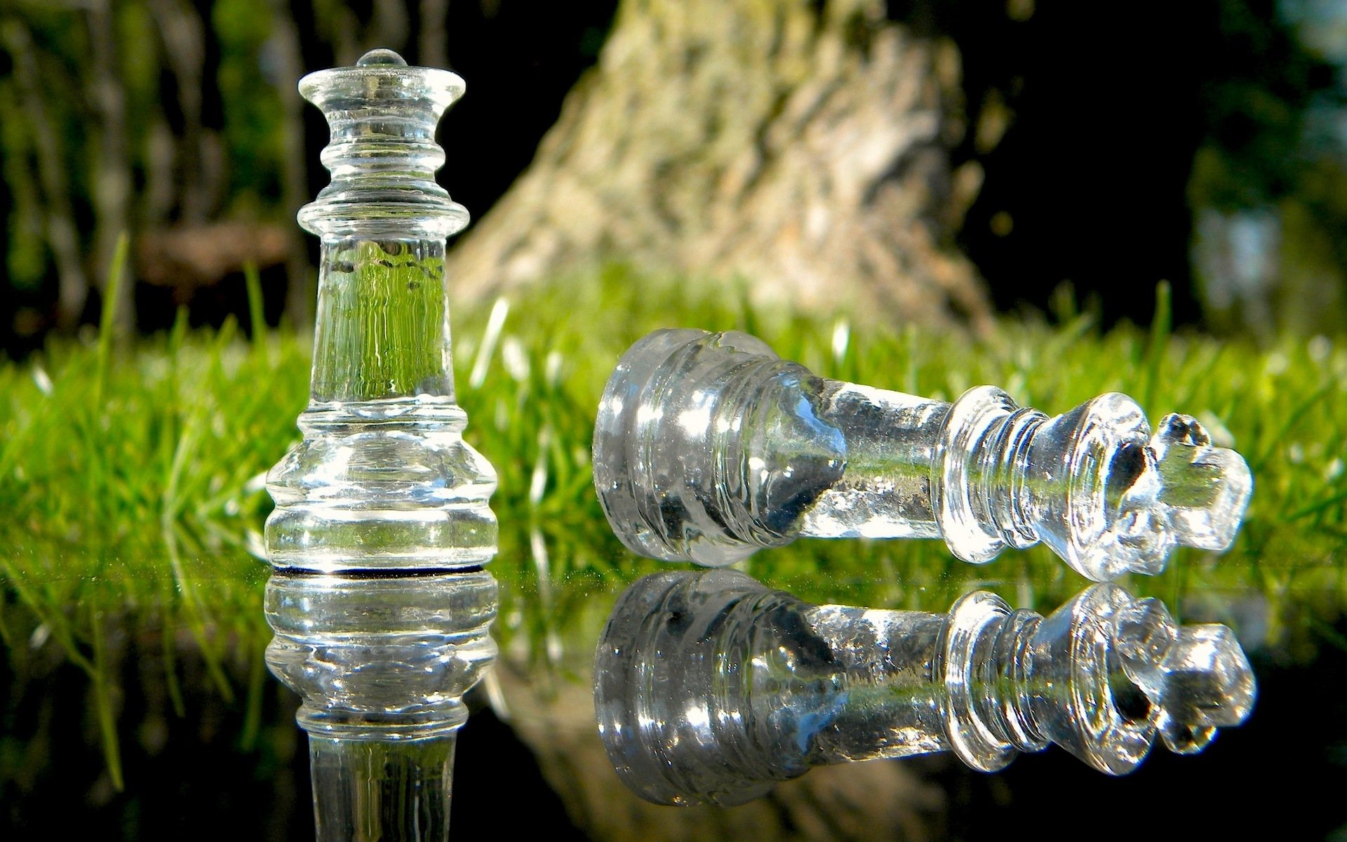 cheating ani7an chess macro game strategy cheating move checkmate queen queen king macro glass grass nature reflection water