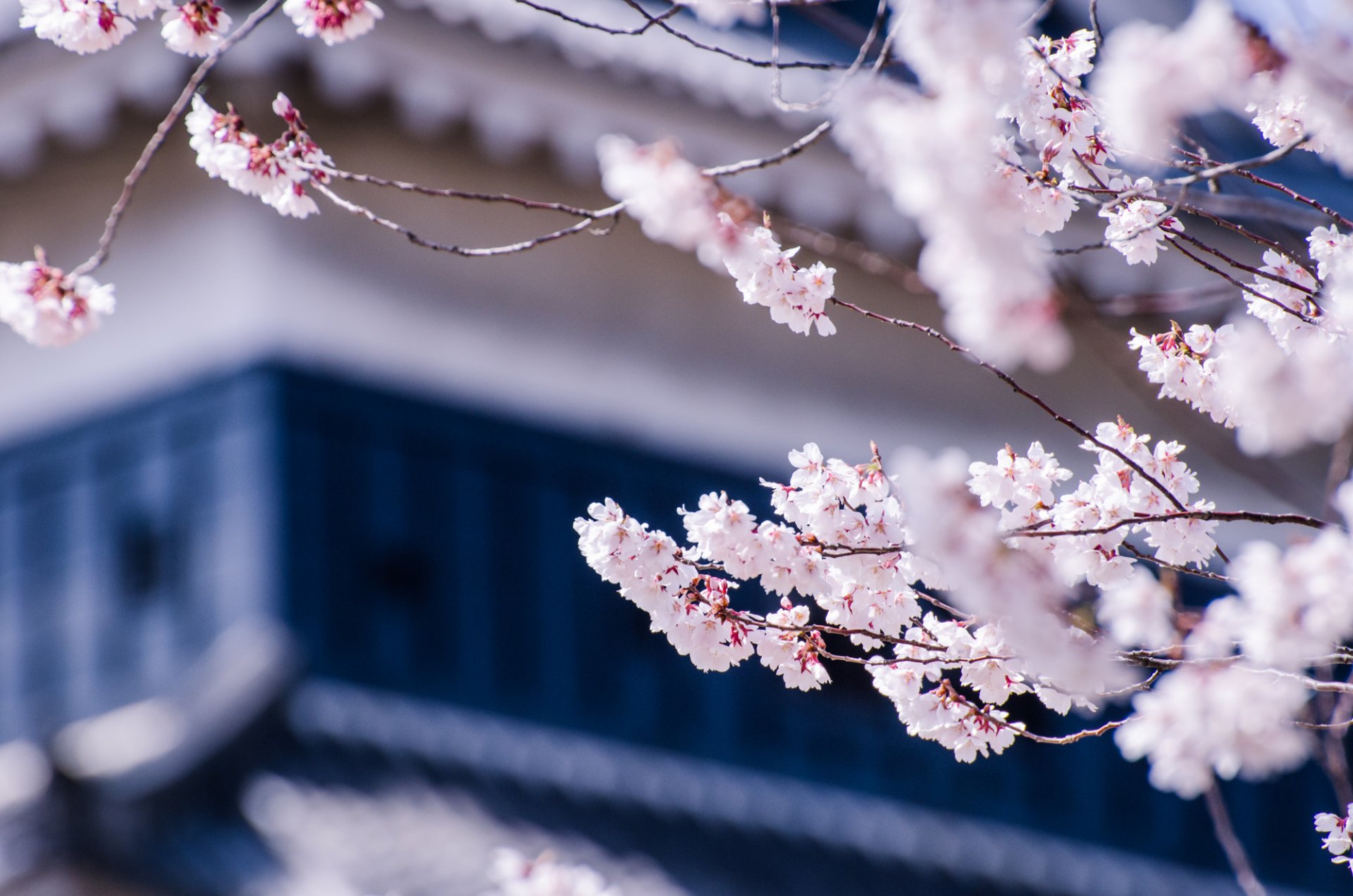 japan matsumoto nagano prefecture tree cherry sakura branches flower bloom close up blur