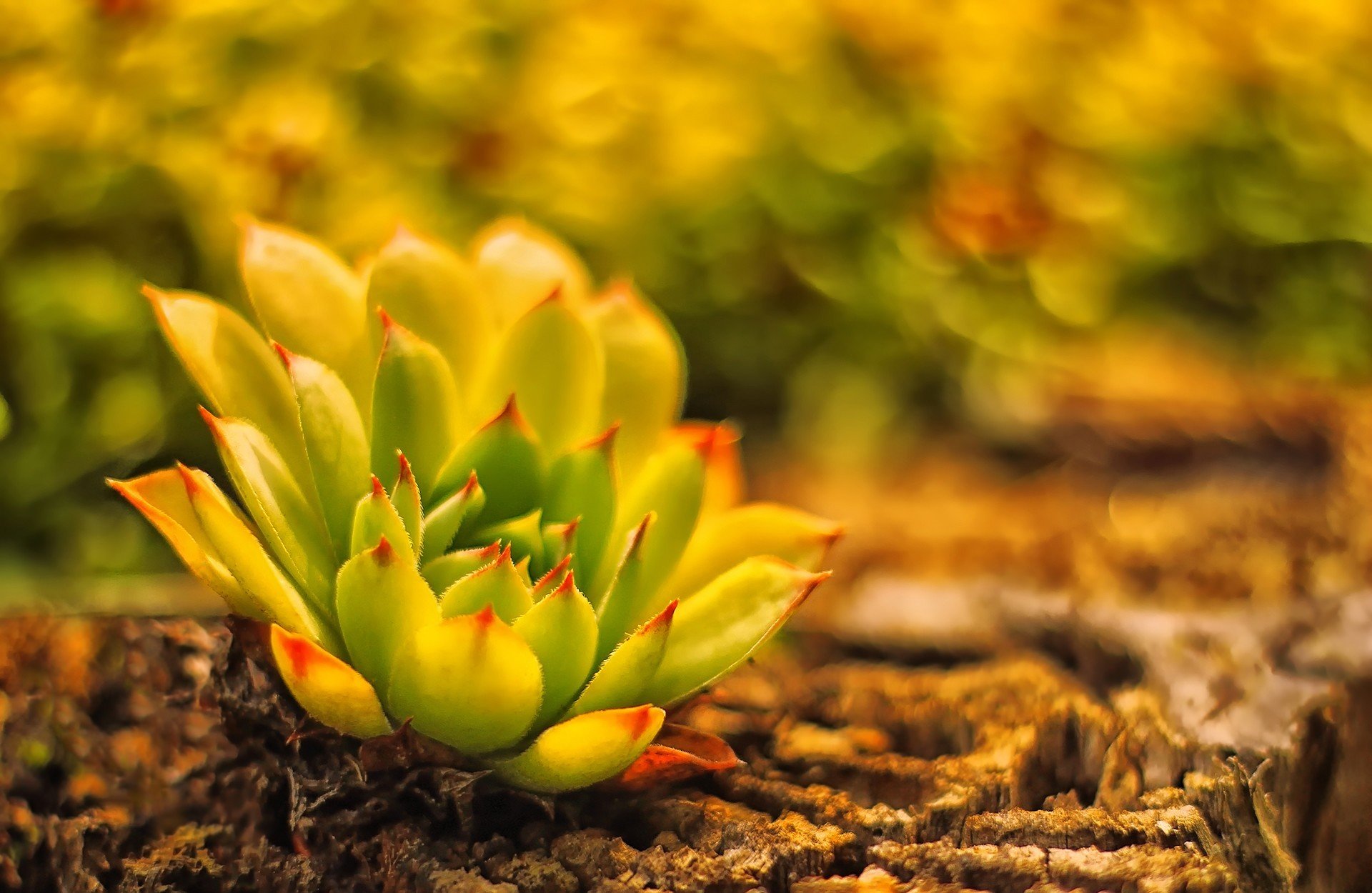 terre plante flou cactus juvénile rose de pierre tenace