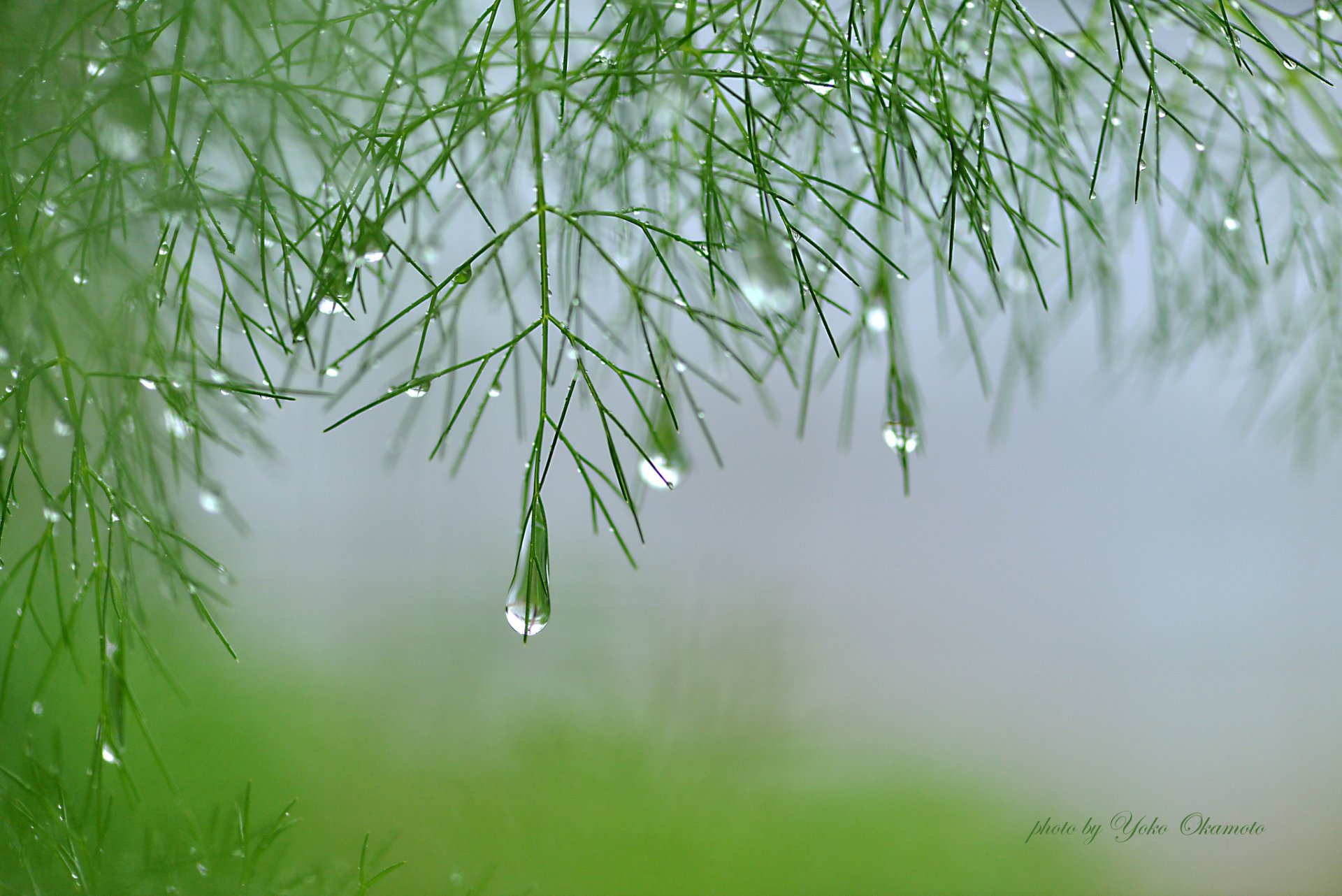 yoko okamoto plante branches vert asperges goutte d eau brouillard cru