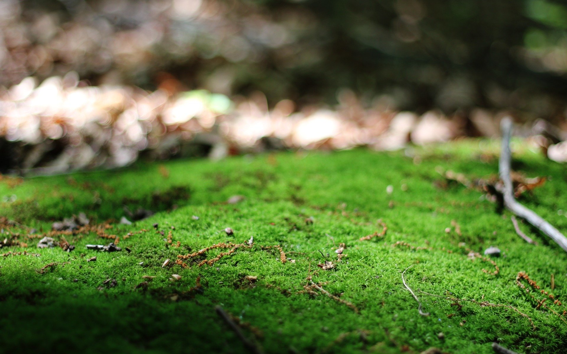 green branches nature close up