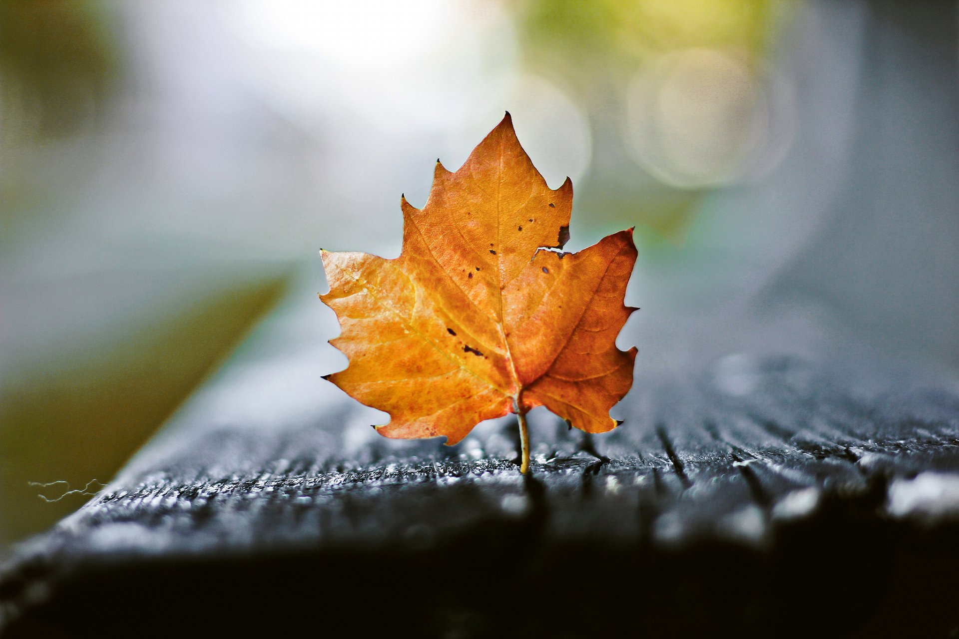 macro hoja bokeh otoño