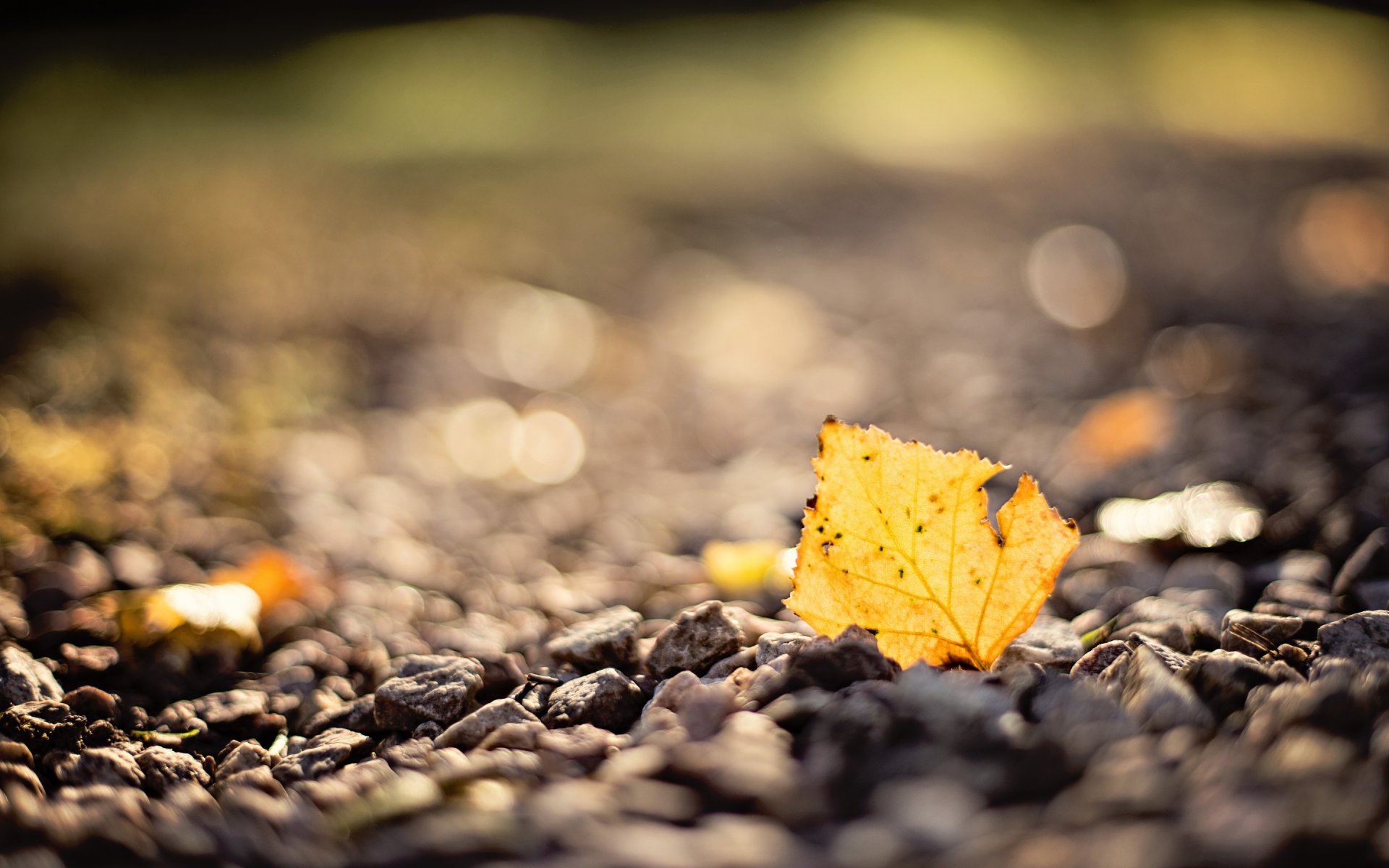 otoño hoja macro piedras desenfoque bokeh