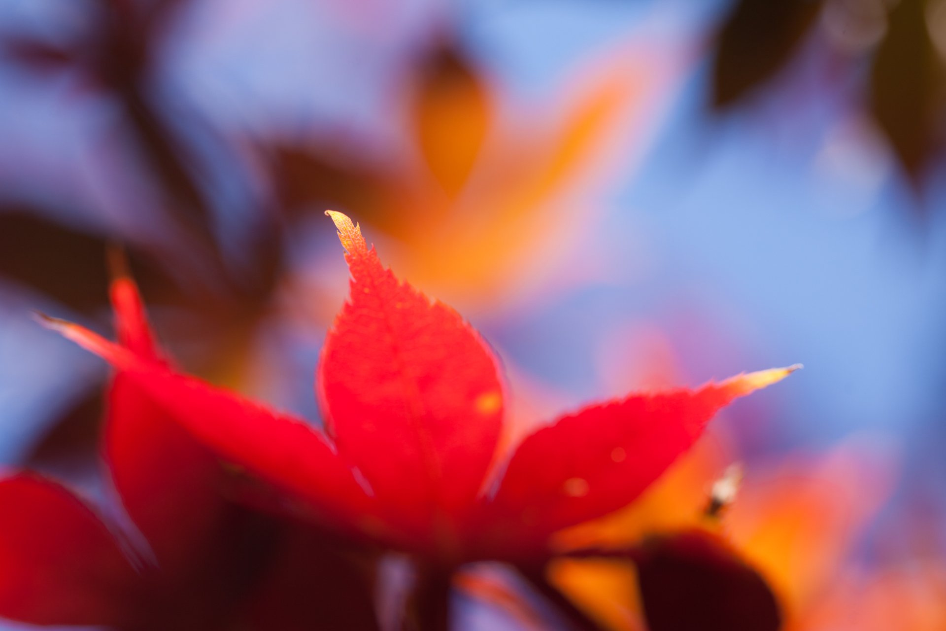 otoño hoja arce naranja brillante macro desenfoque