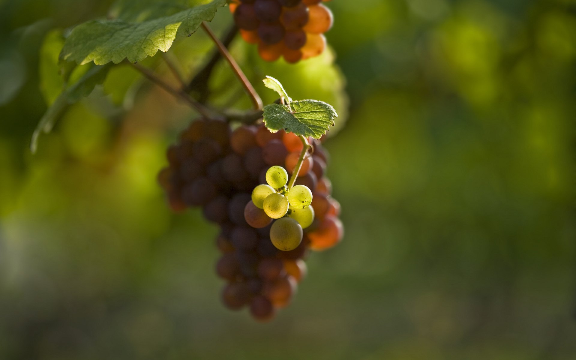 grapes bunch of berry leaves blur