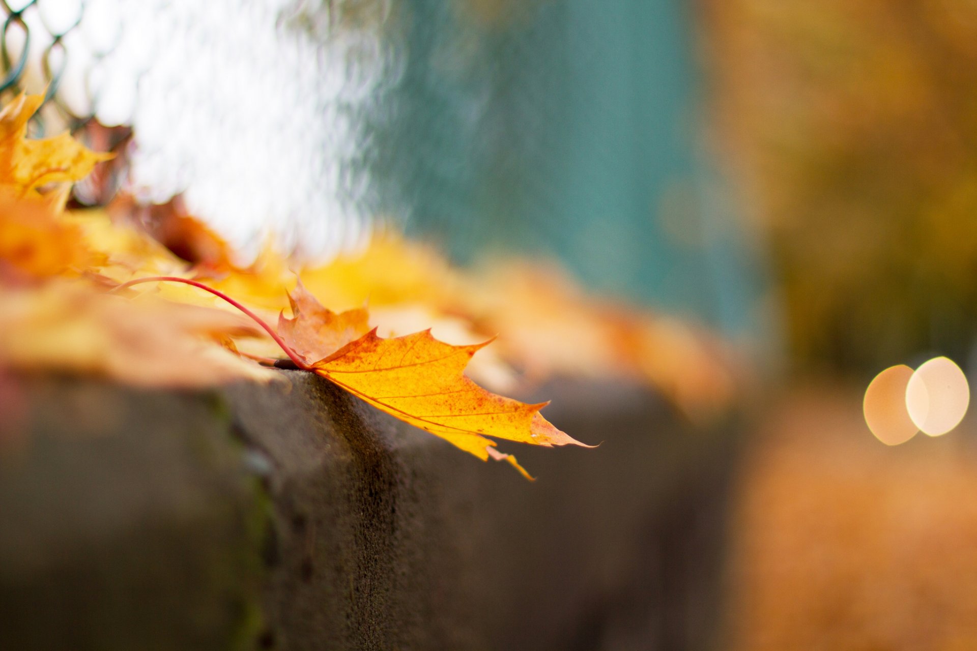 close up sheet autumn bokeh fence net