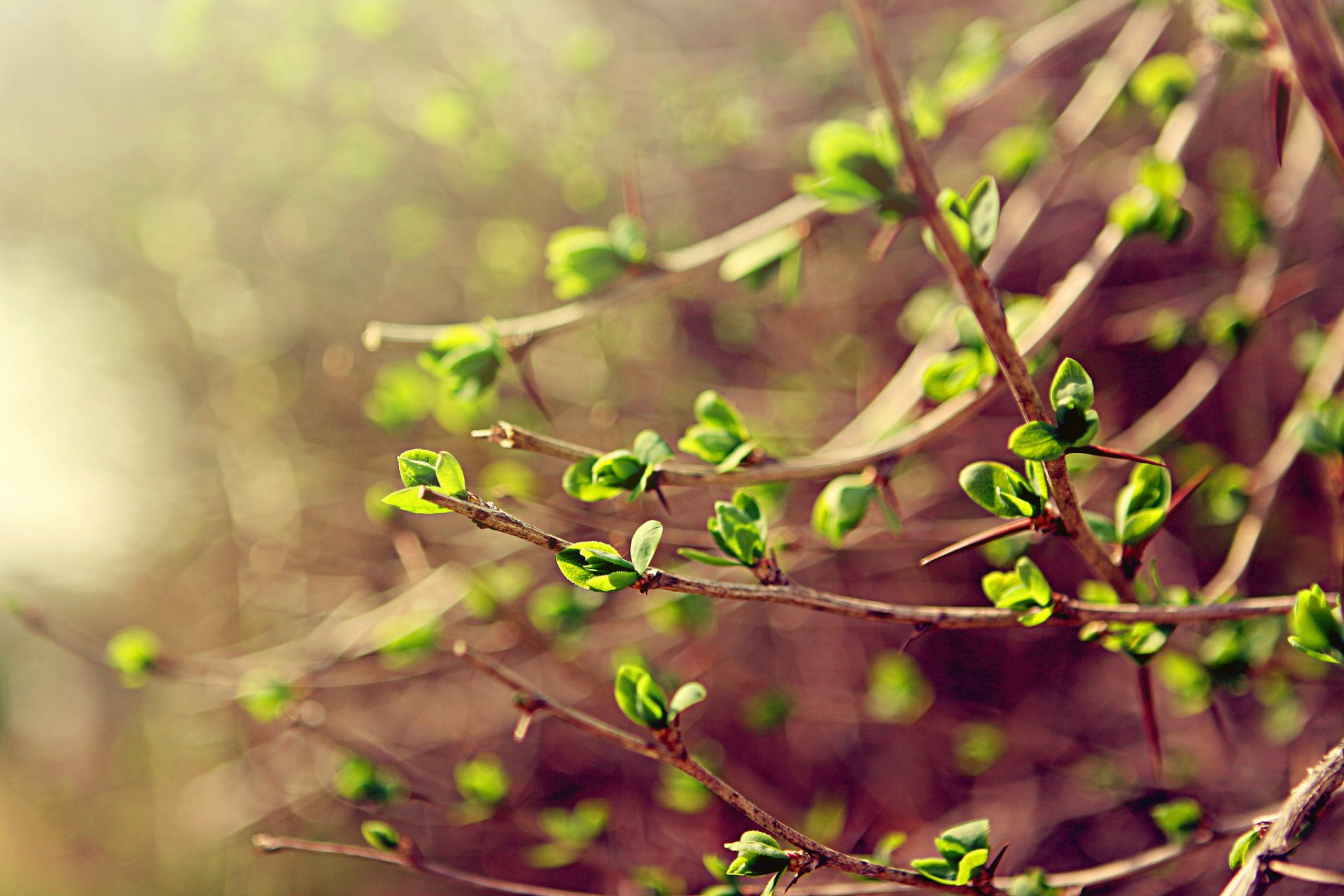 pring leaves branches greenery macro spring