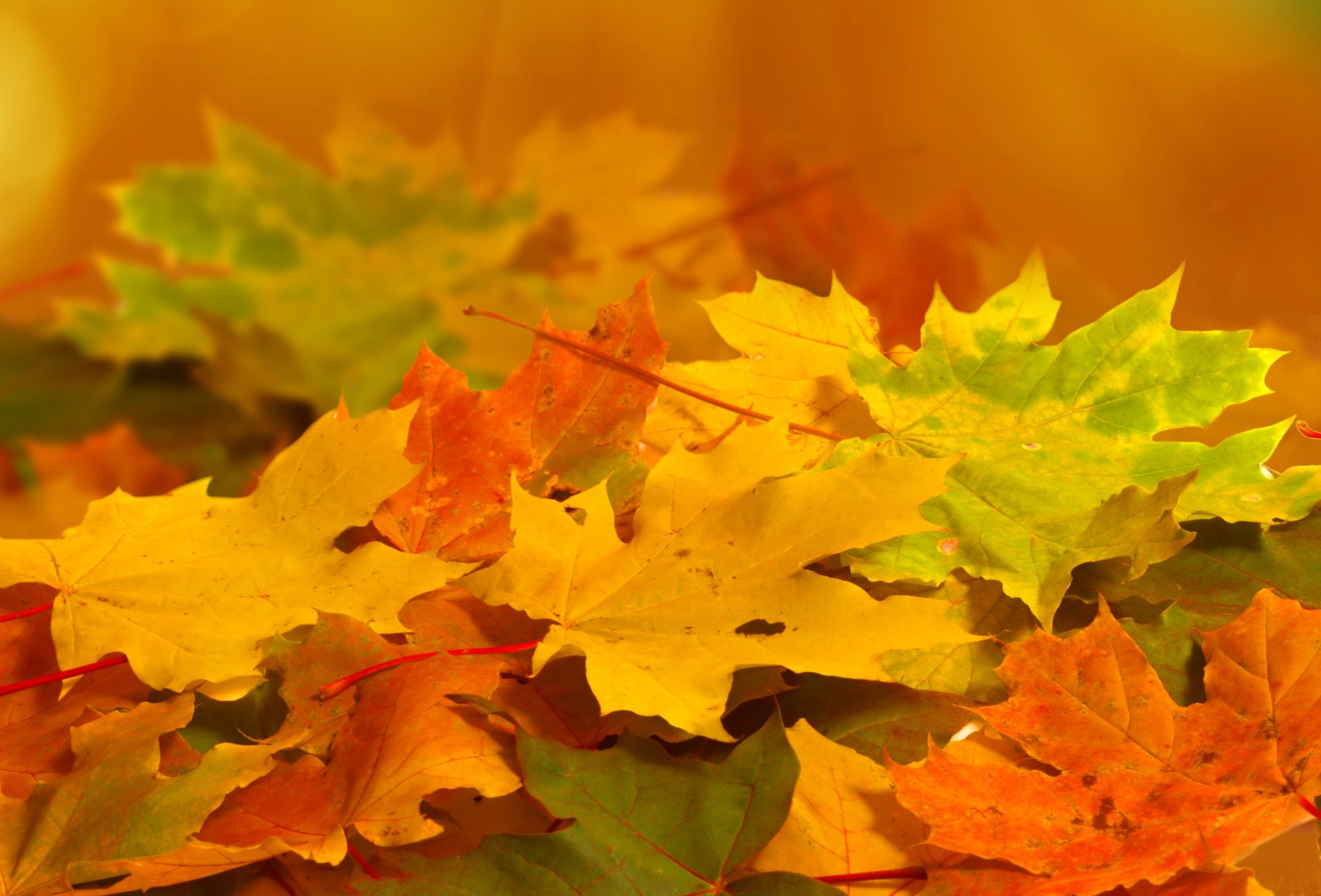 autumn leaves yellow orange green nature close up