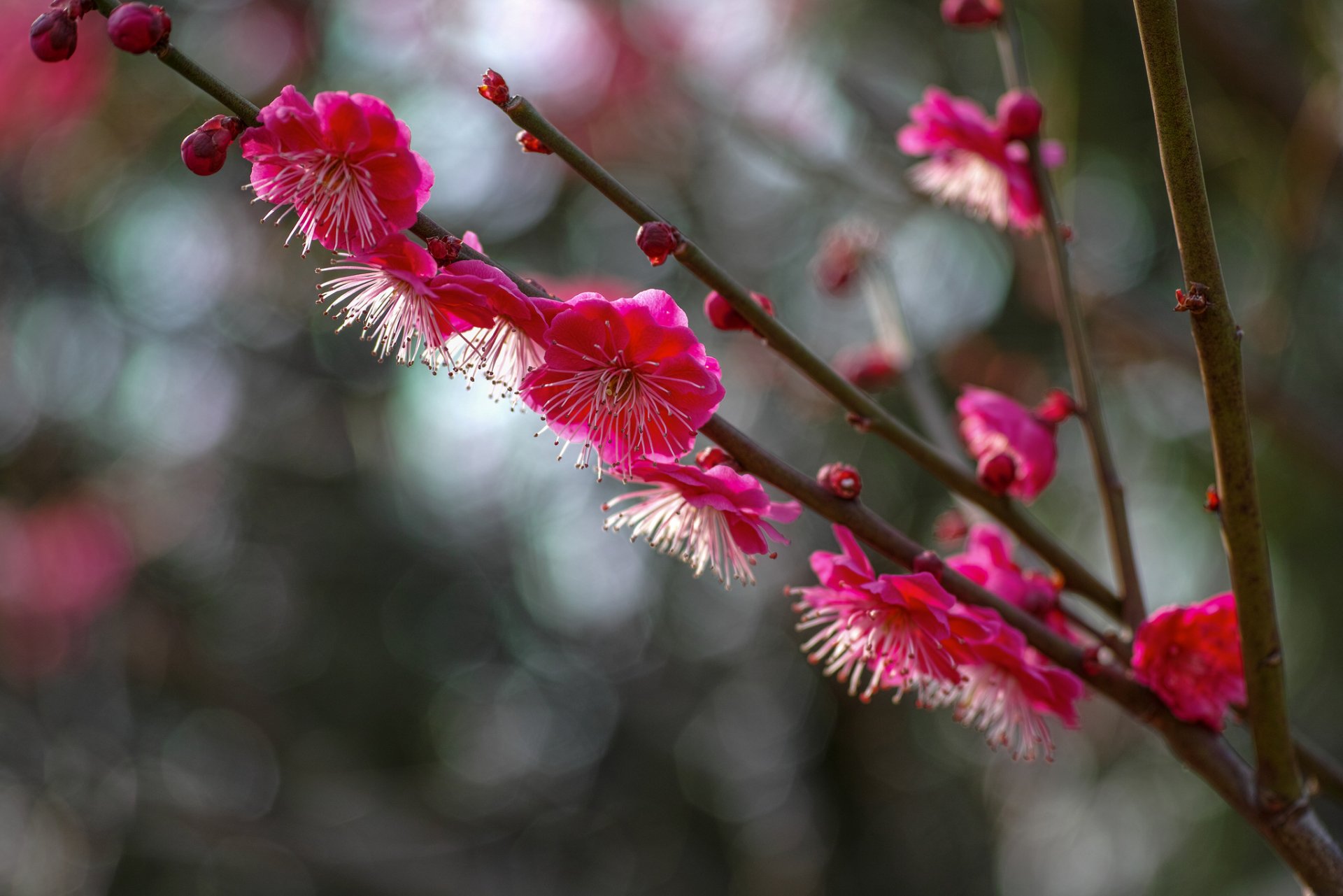 tree branches drain crimson flower bloom petals reflections close up blur