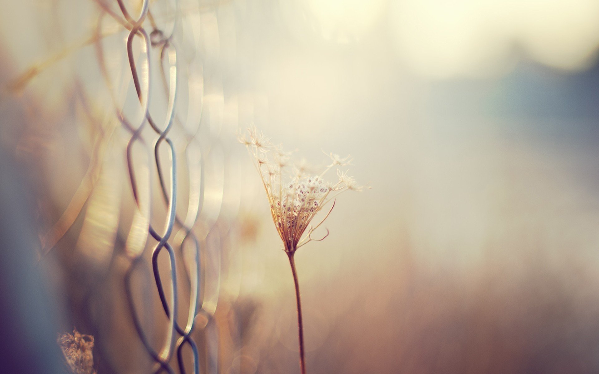 close up net plant