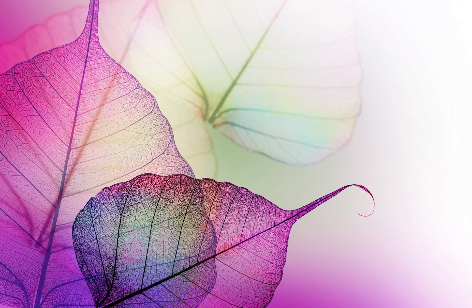 leaves lilac purple transparent veined