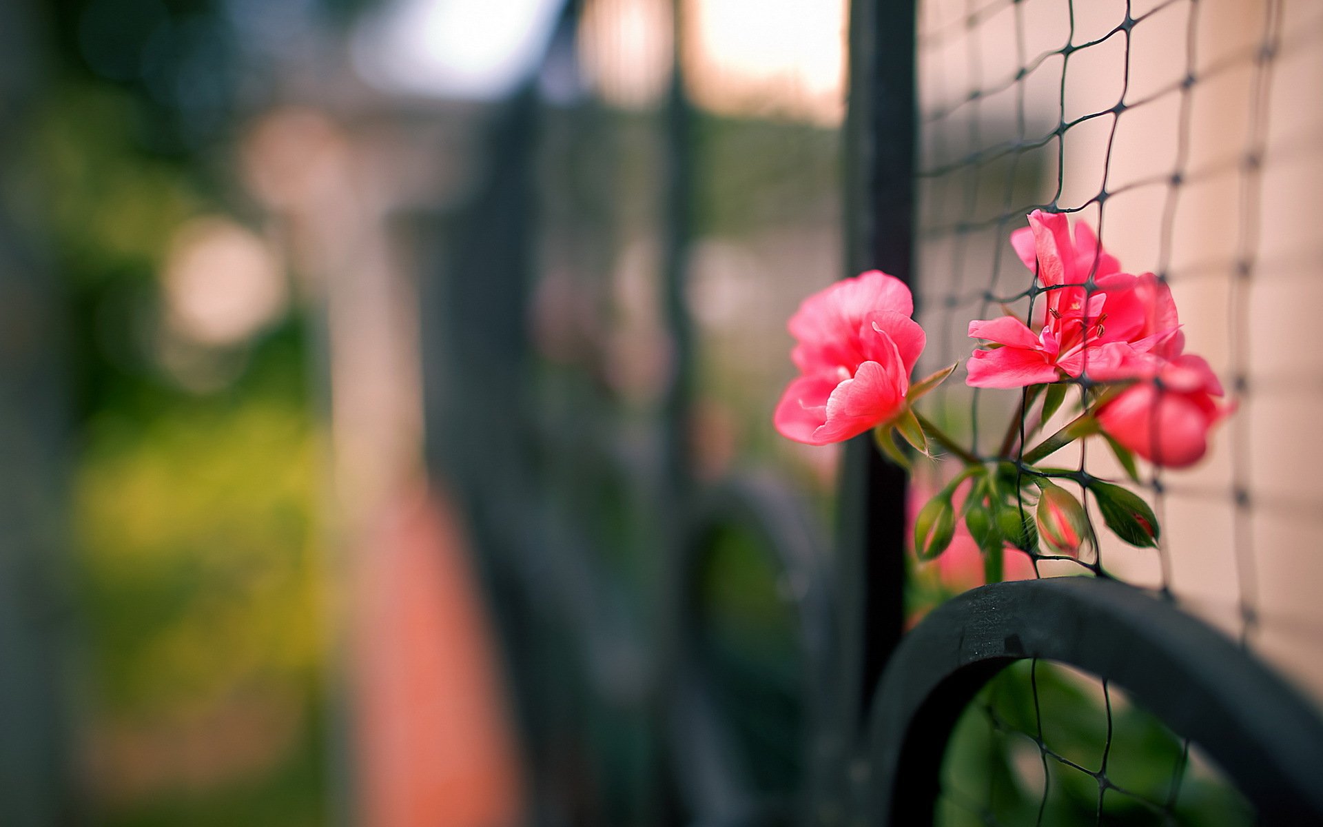 zaun blumen makro