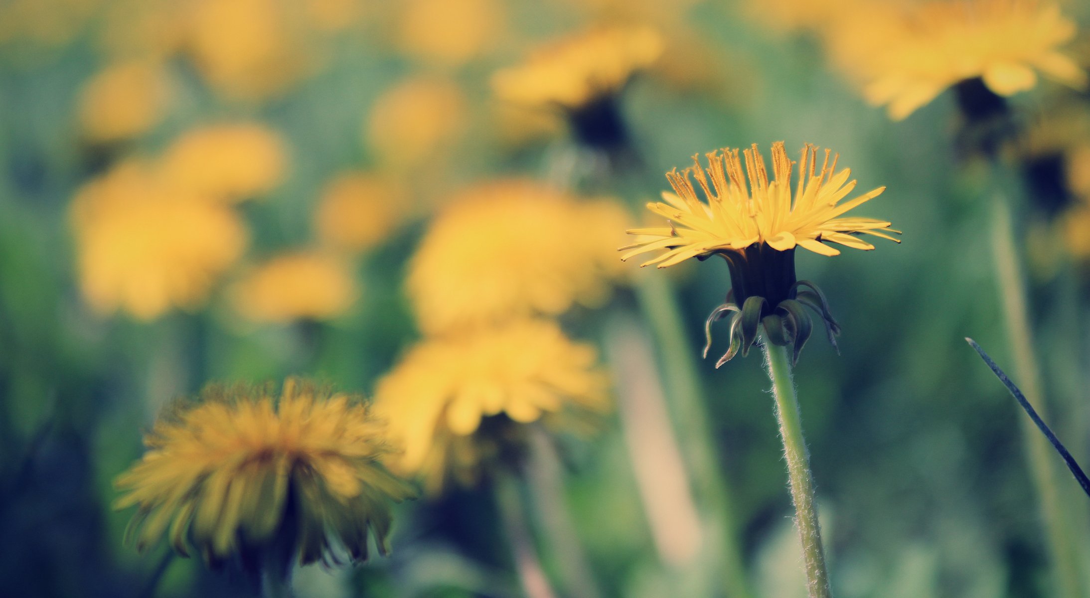 close up dandelion spring day heat light sun grass yellow green