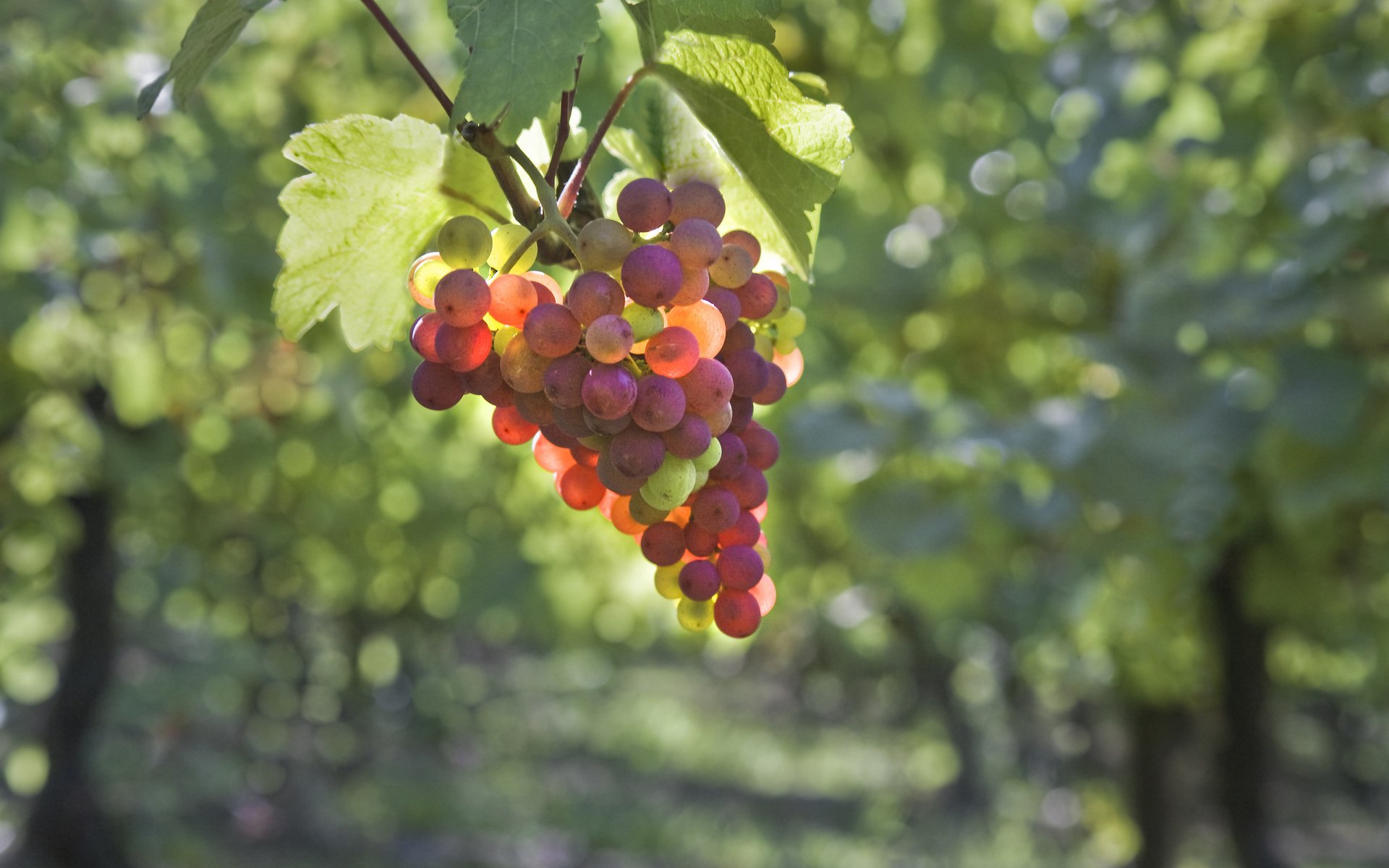 raisin grappe baie feuilles