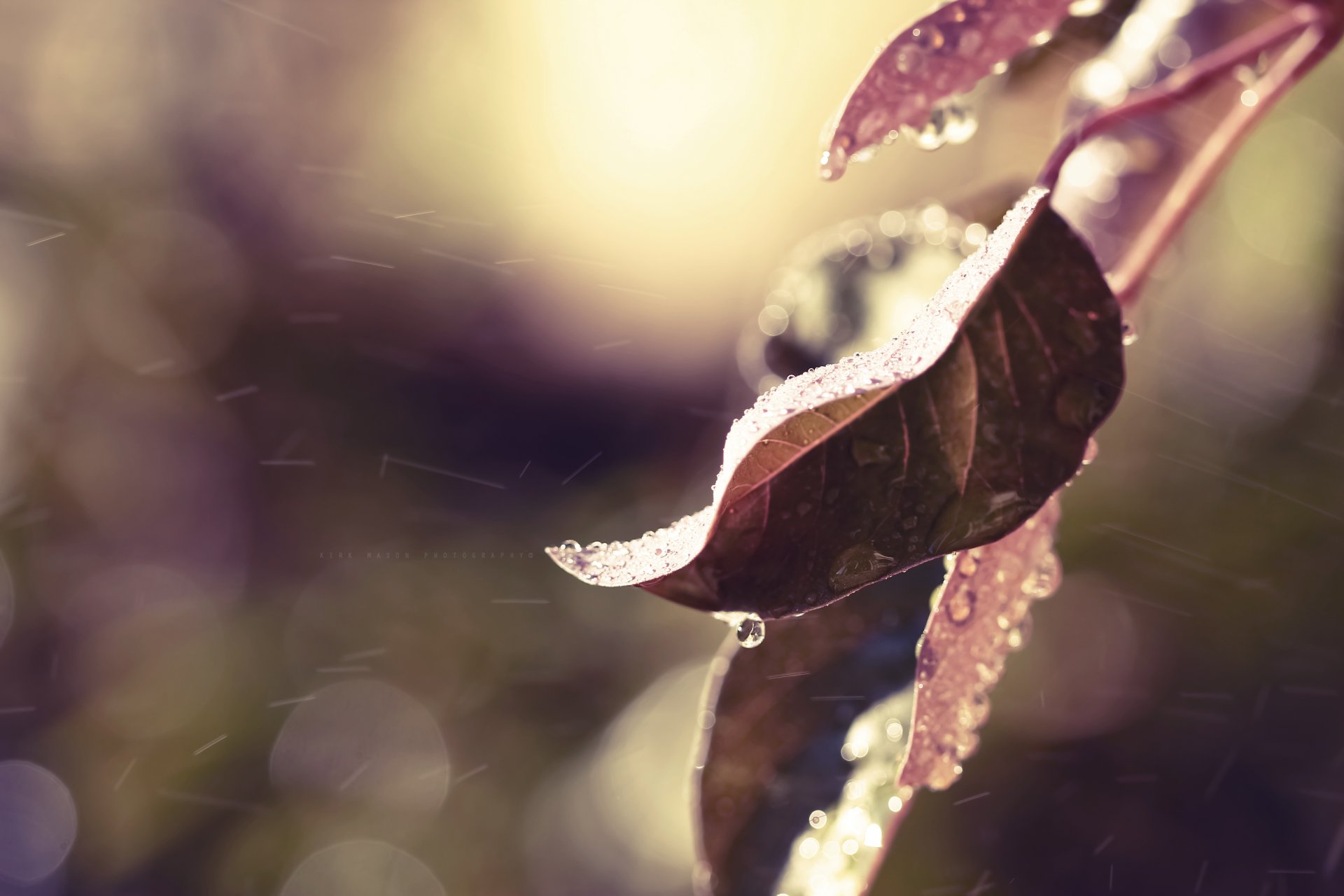 leaves branch rain drops water flowers autumn nature close up