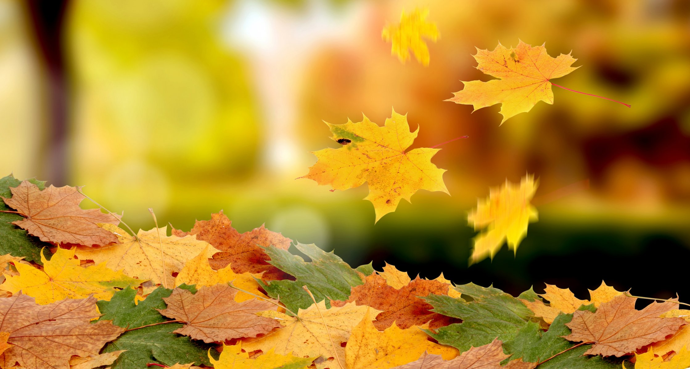 autunno fogliame mucchio caduta