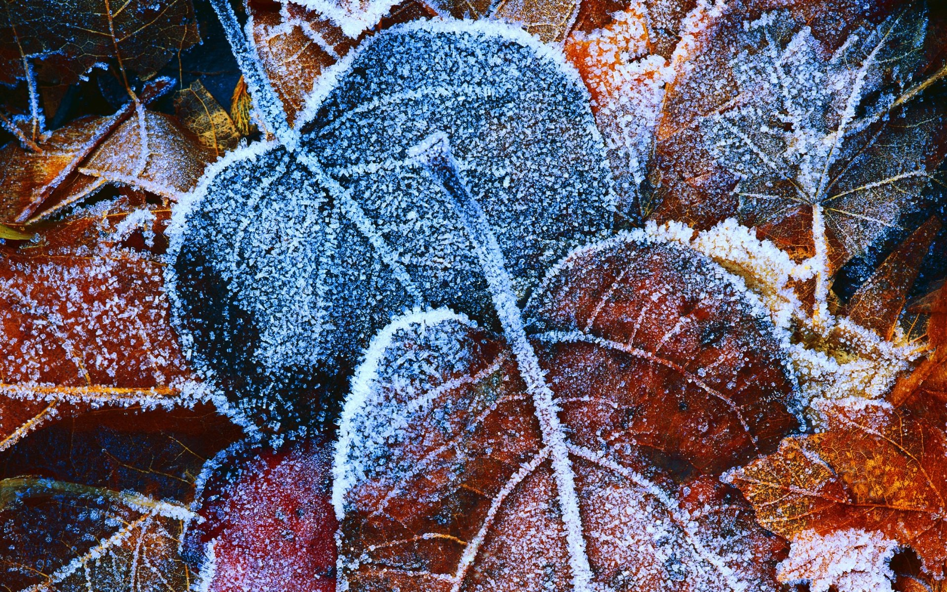 fond feuilles automne feuillage givre feuille