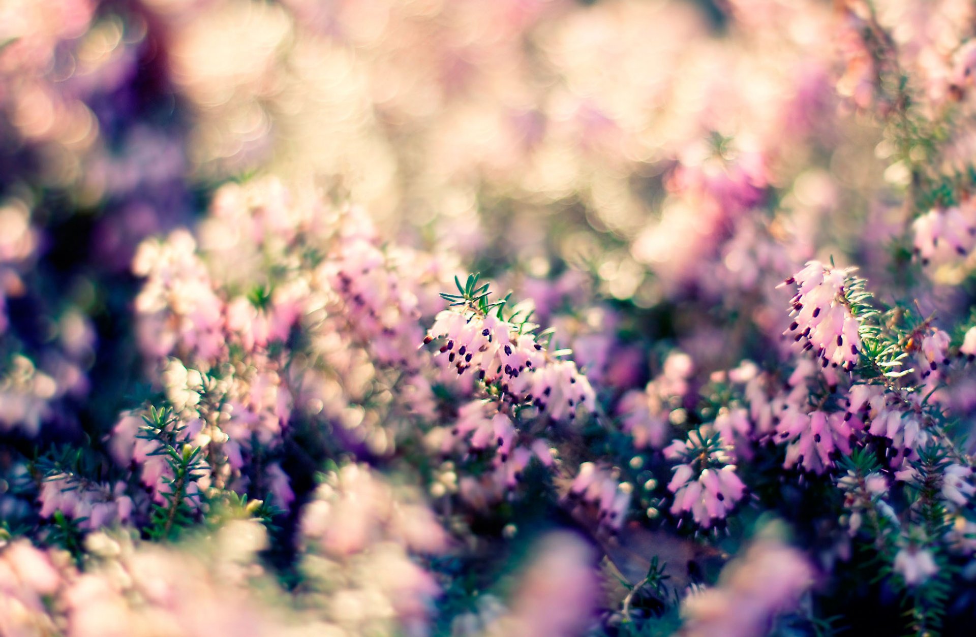 plant close up nature bokeh light