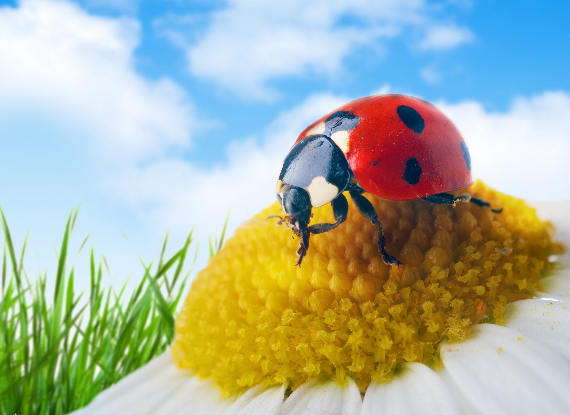 close up ladybug daisy petals flower green grass sky cloud