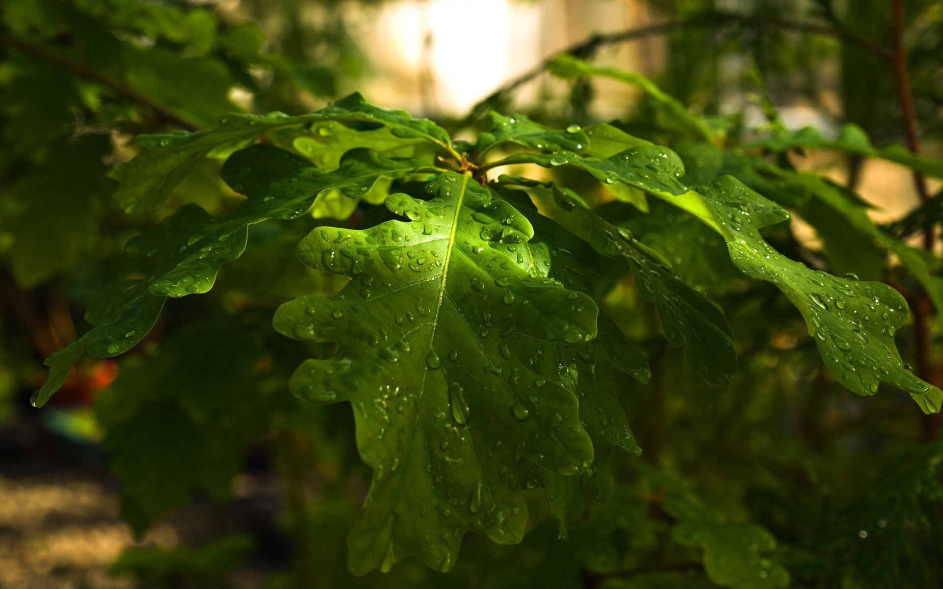 rama árbol roble hojas bosque naturaleza gotas día puede strongh