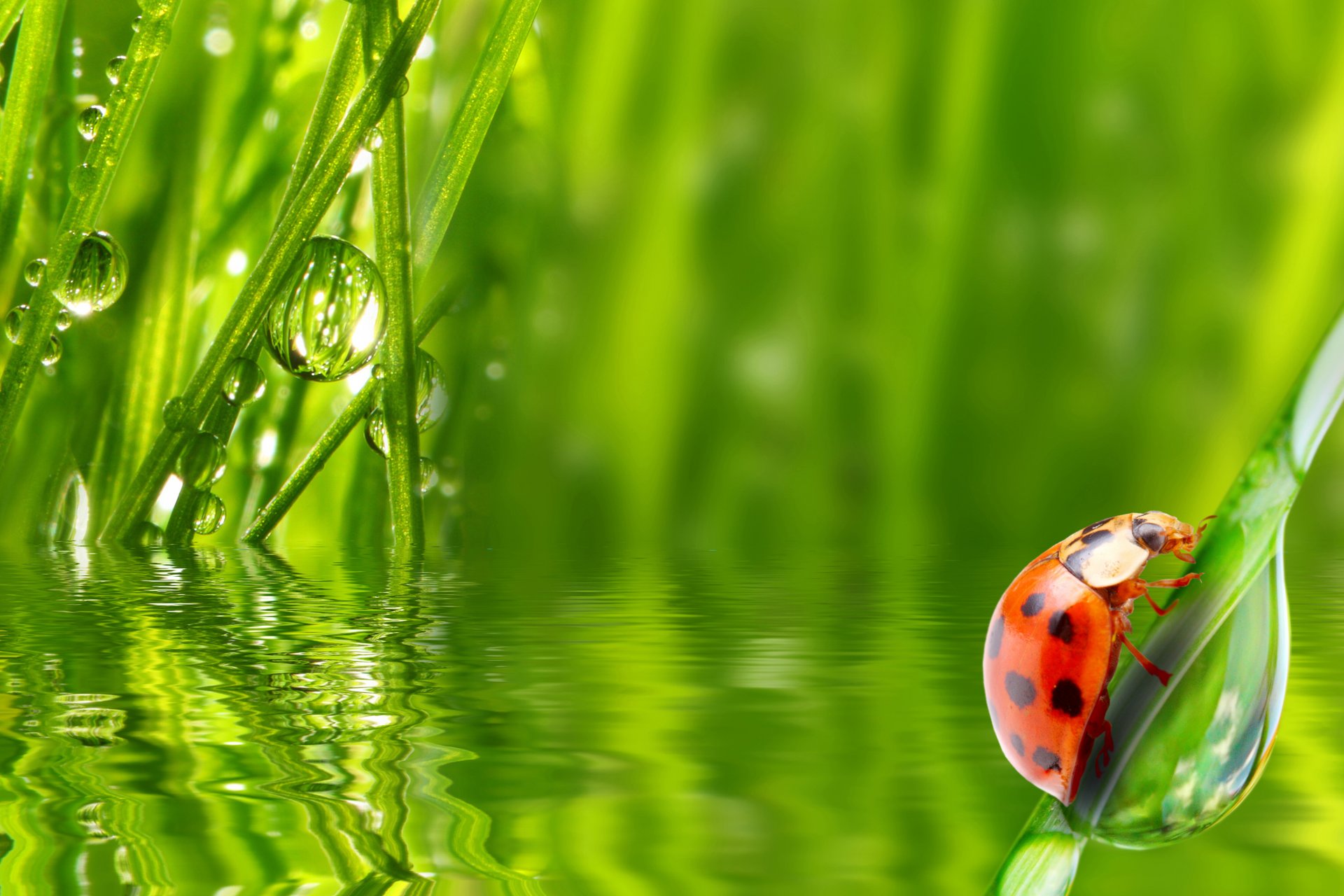 coccinelle insecte herbe eau rosée matin gouttes