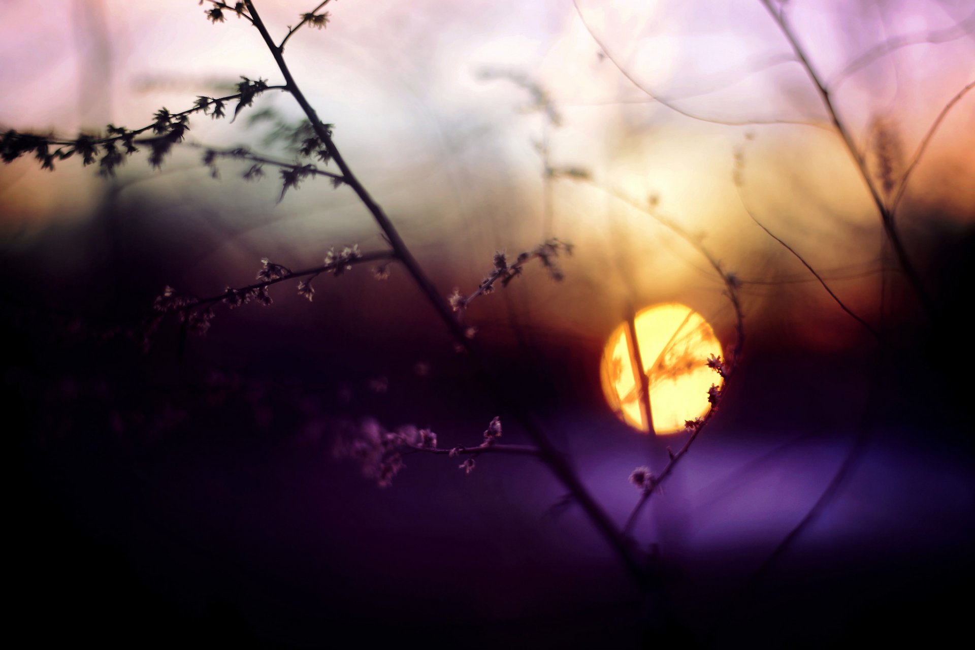 night branch grass sunset sun highlight close up blur