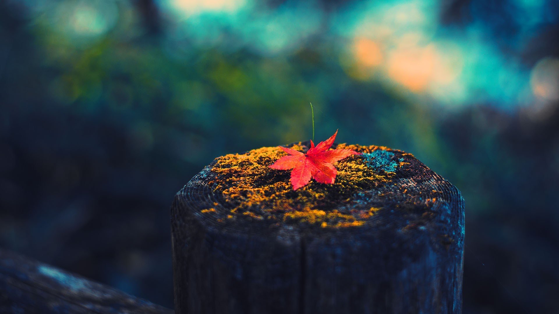 hoja macro otoño