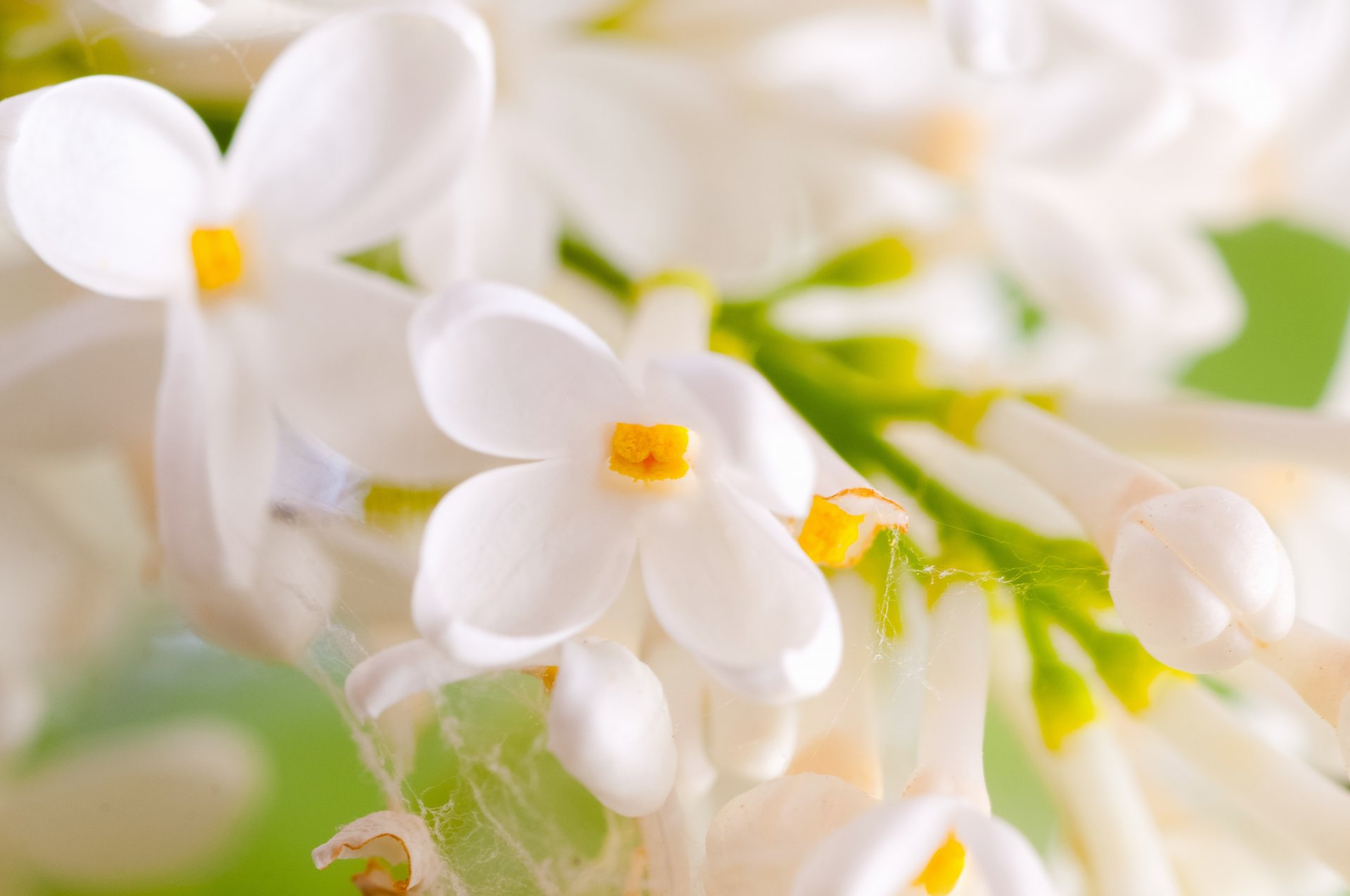 lilas blanc fleurs pétales branche toile d araignée printemps