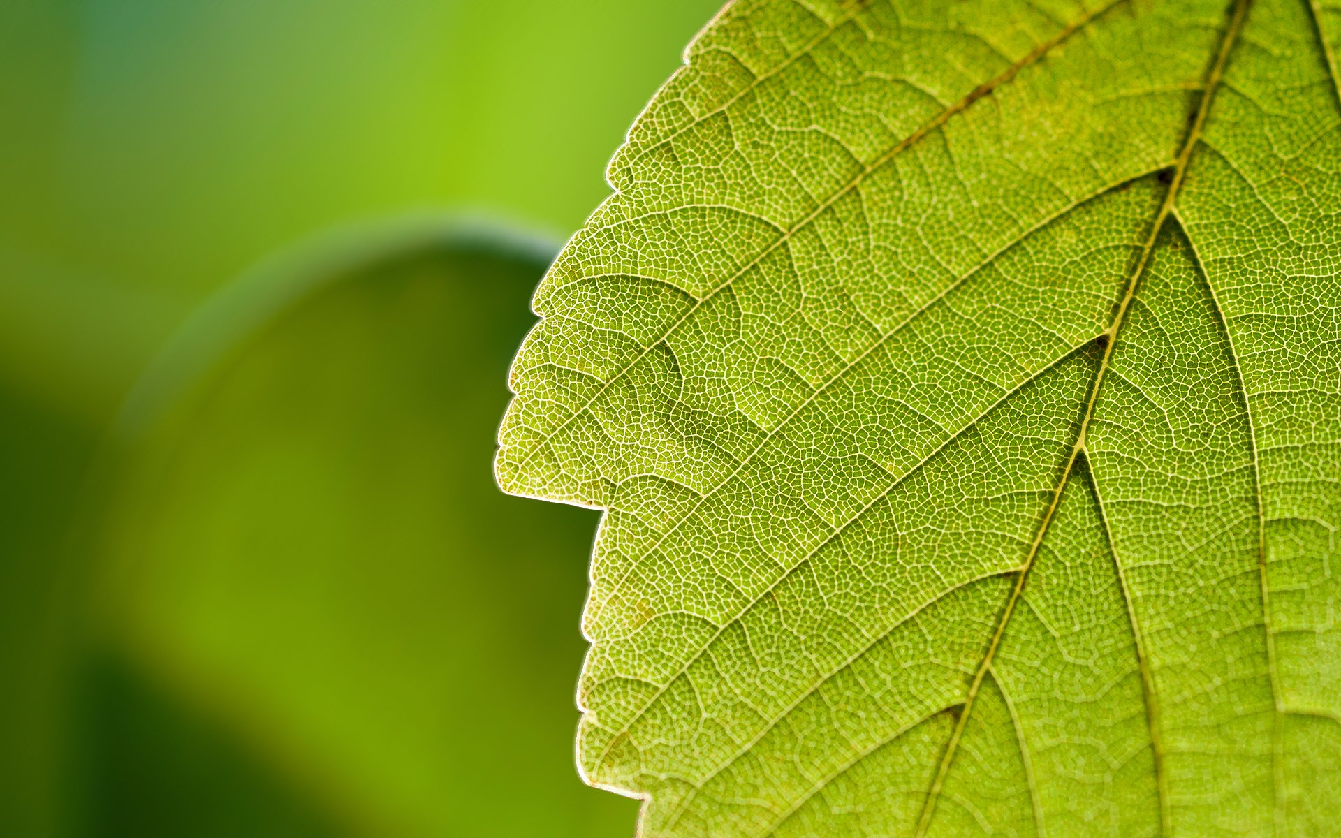 feuille gros plan verdure nature