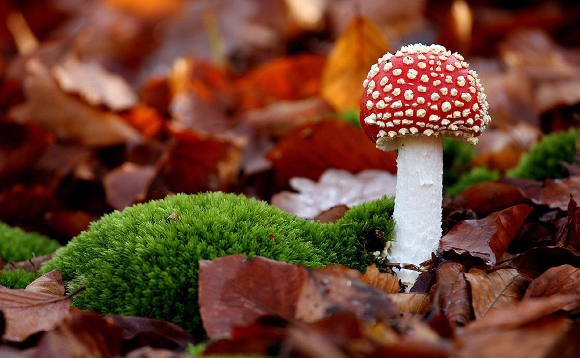 las natura czerwony kapelusz mech liście liście jesień