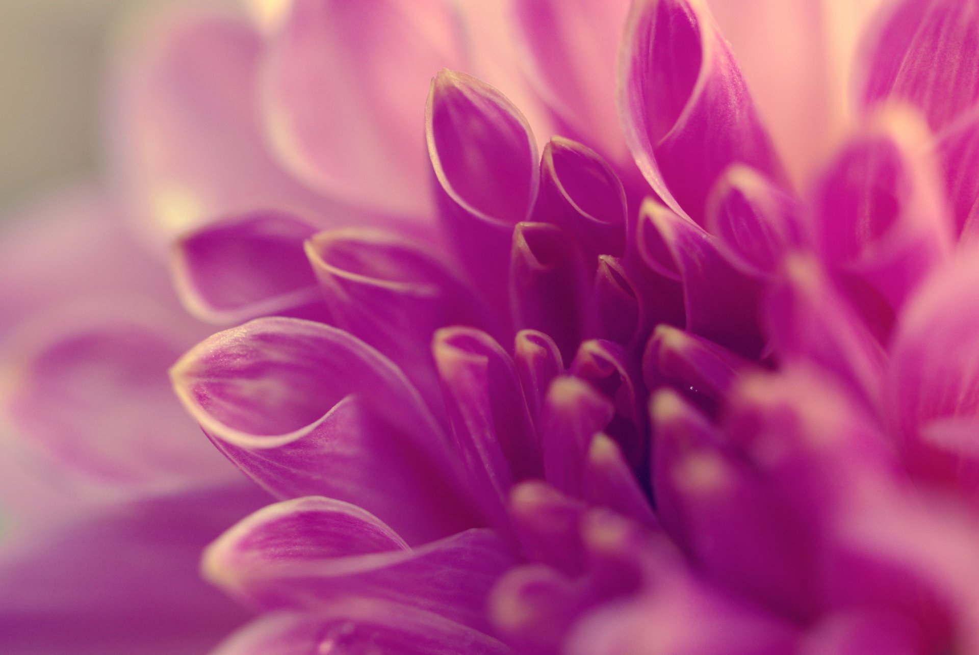 close up flower petals tube purple