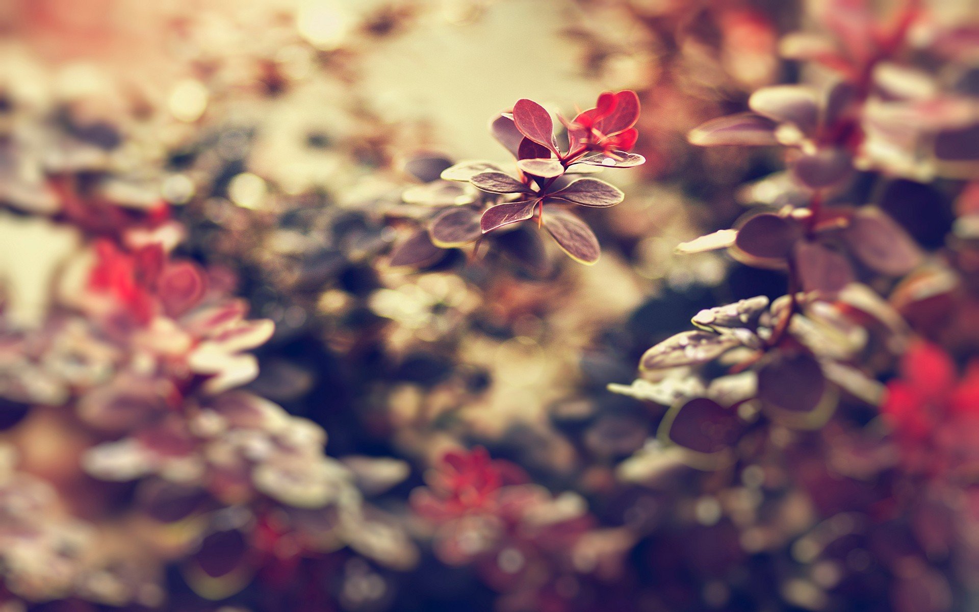 close up flower beautiful leaves nature background wallpaper