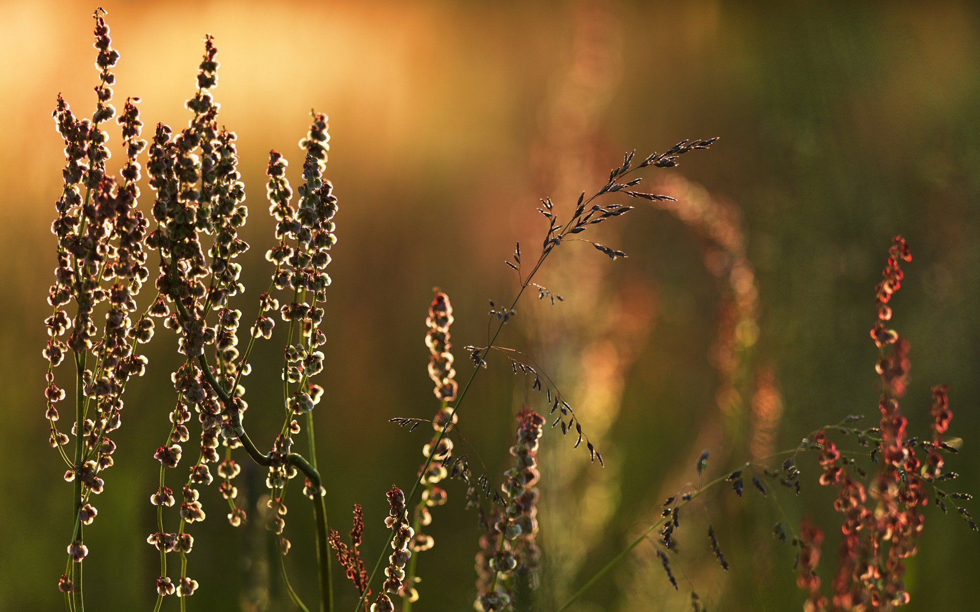 prairie herbe nature