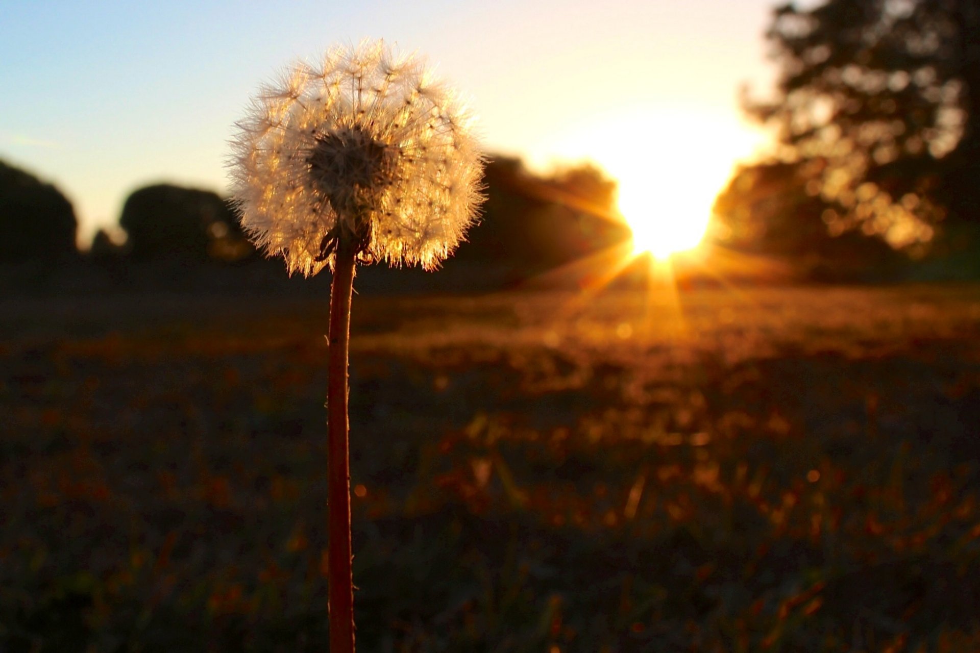 dente di leone tramonto natura soffice