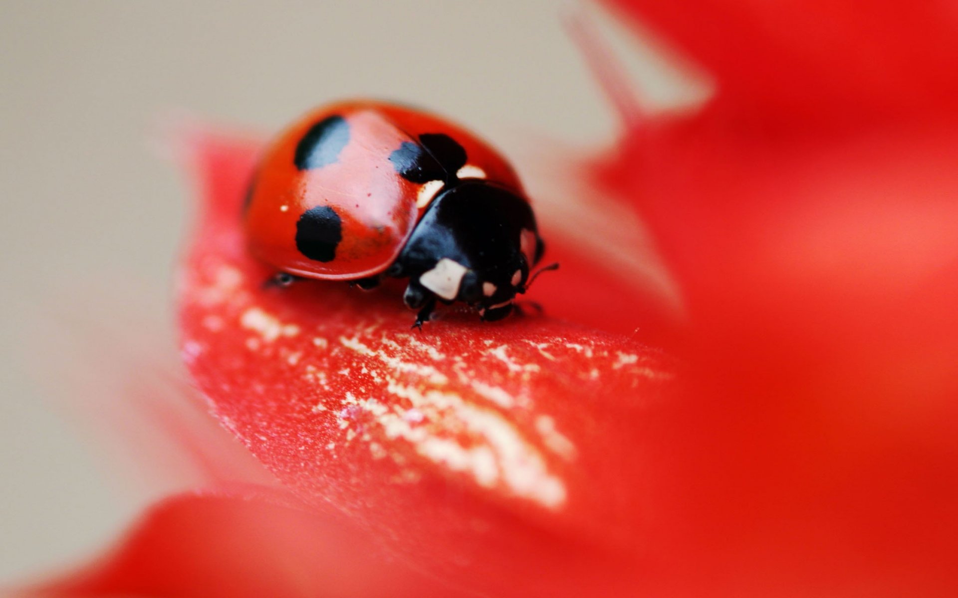 ladybug insect of beetle flower red petal