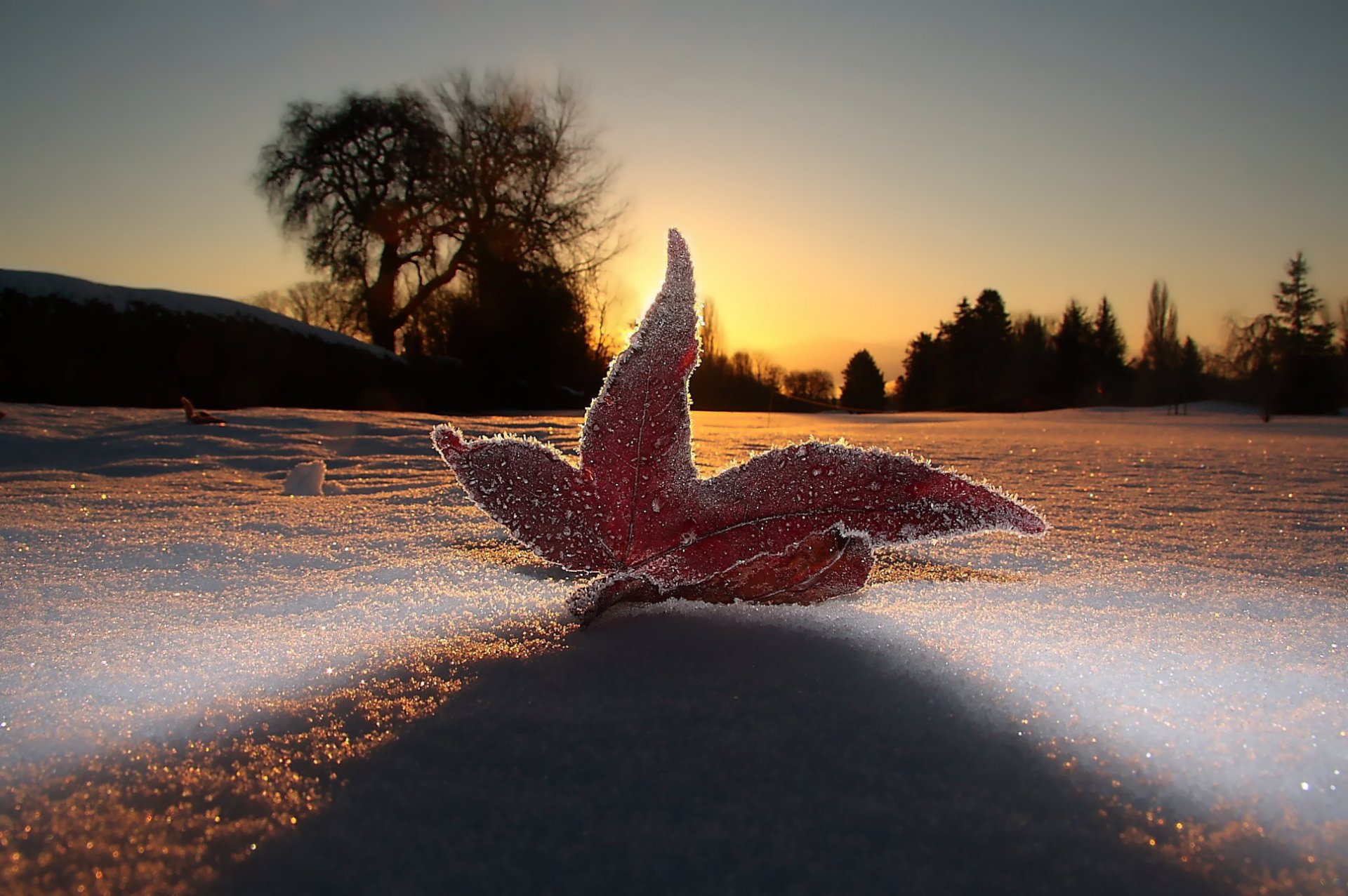 macro foglia neve gelo cielo sera luce