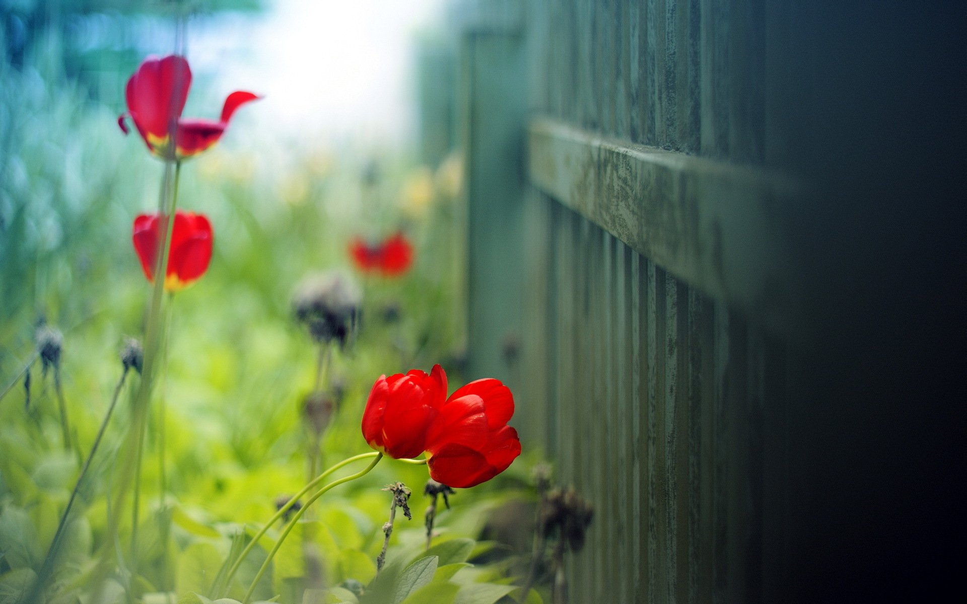 tulip summer light background fence close up