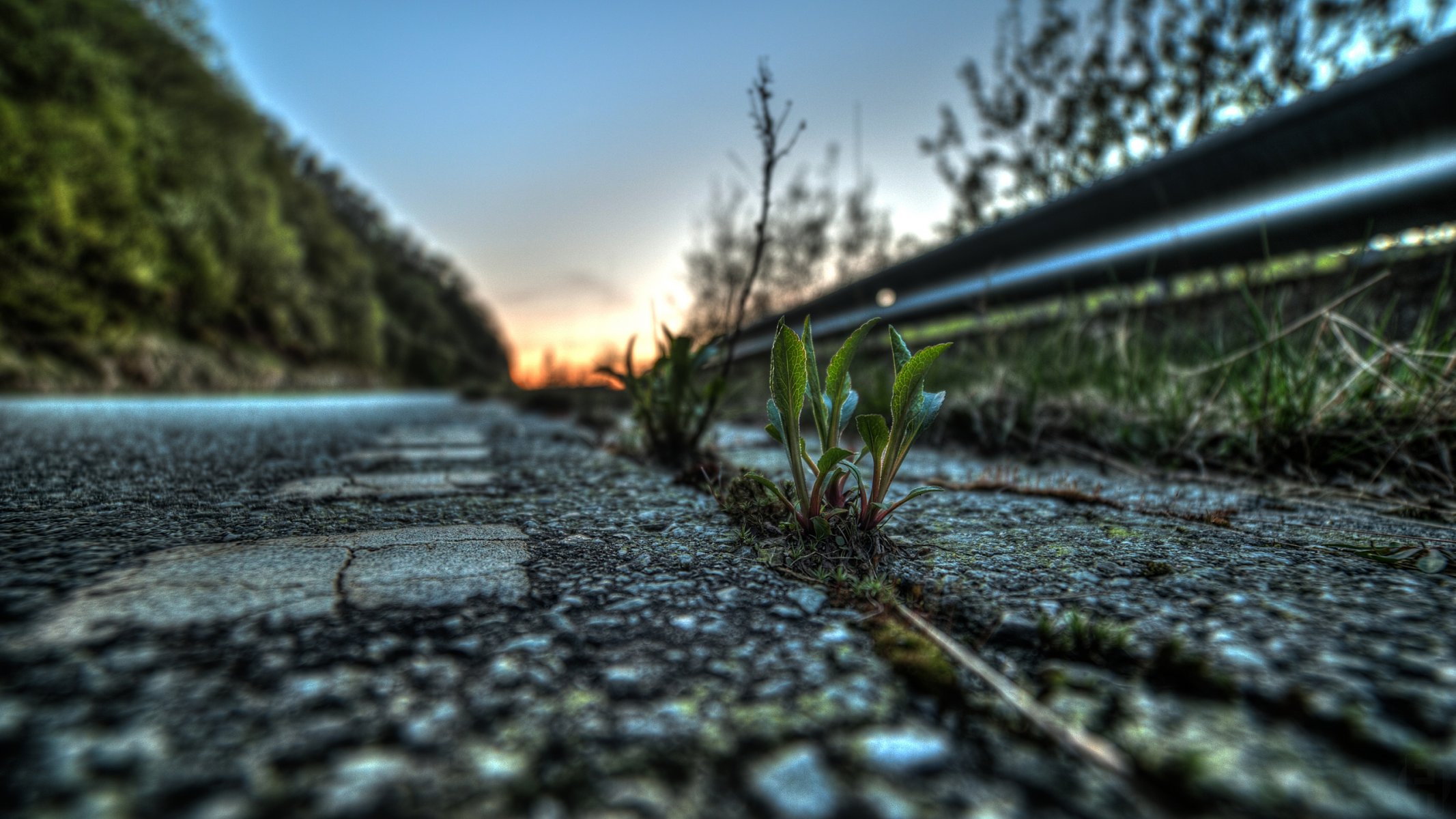 gros plan route asphalte pousse plante feuilles vie