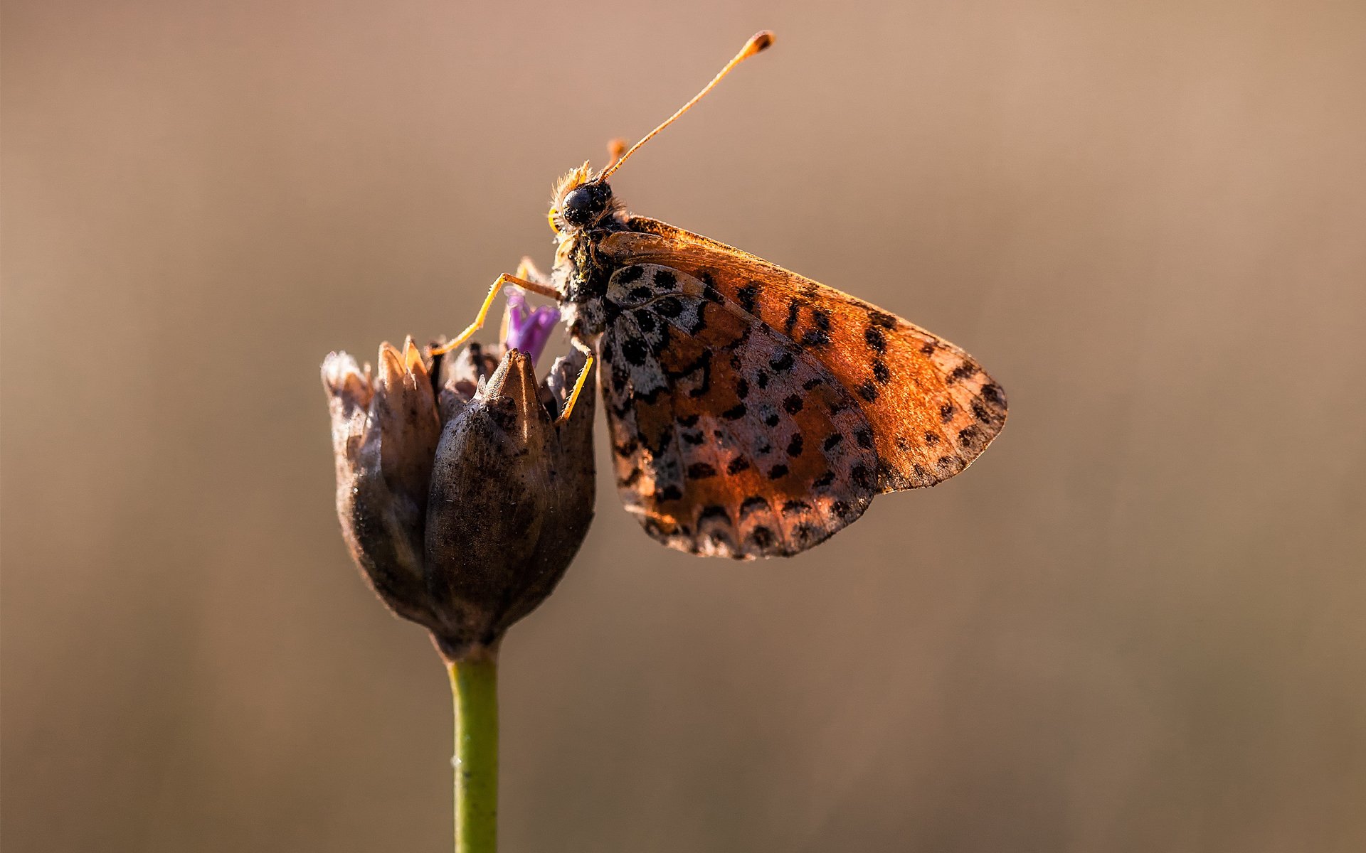 gros plan papillon fleur ailes taches ensoleillé