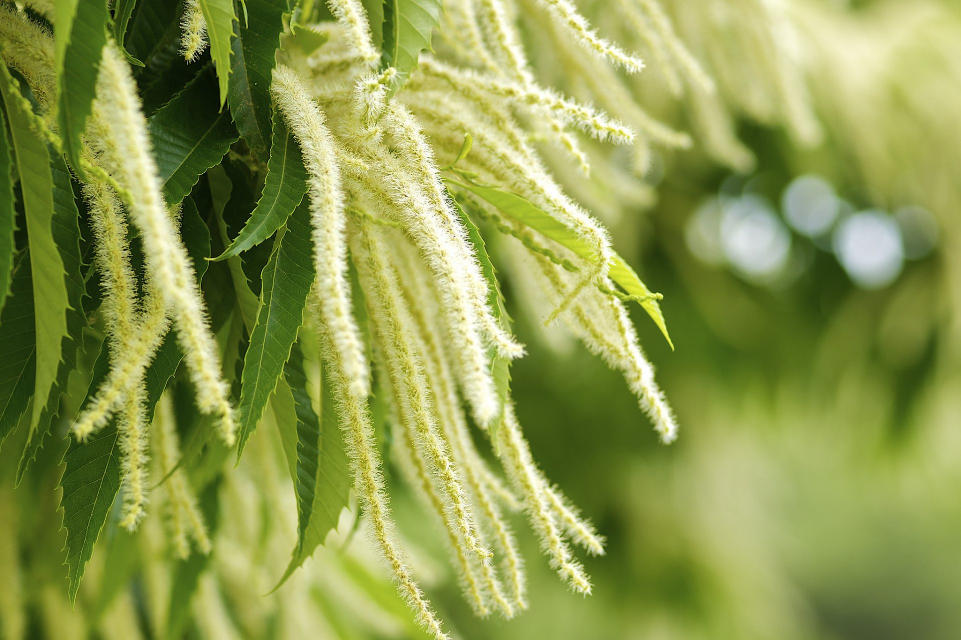 plant leaves nature green castanea crenata close up