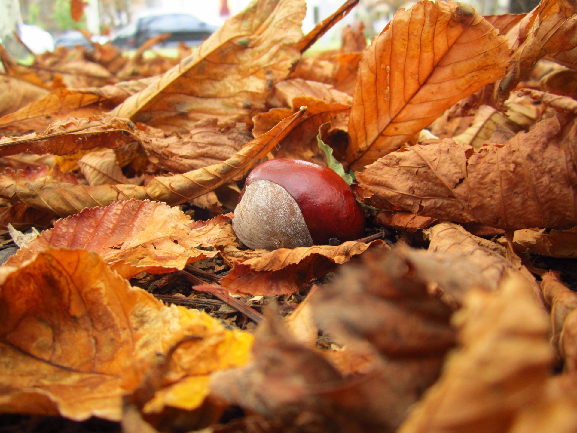 castagno natura foglie autunno giallo caduto macro