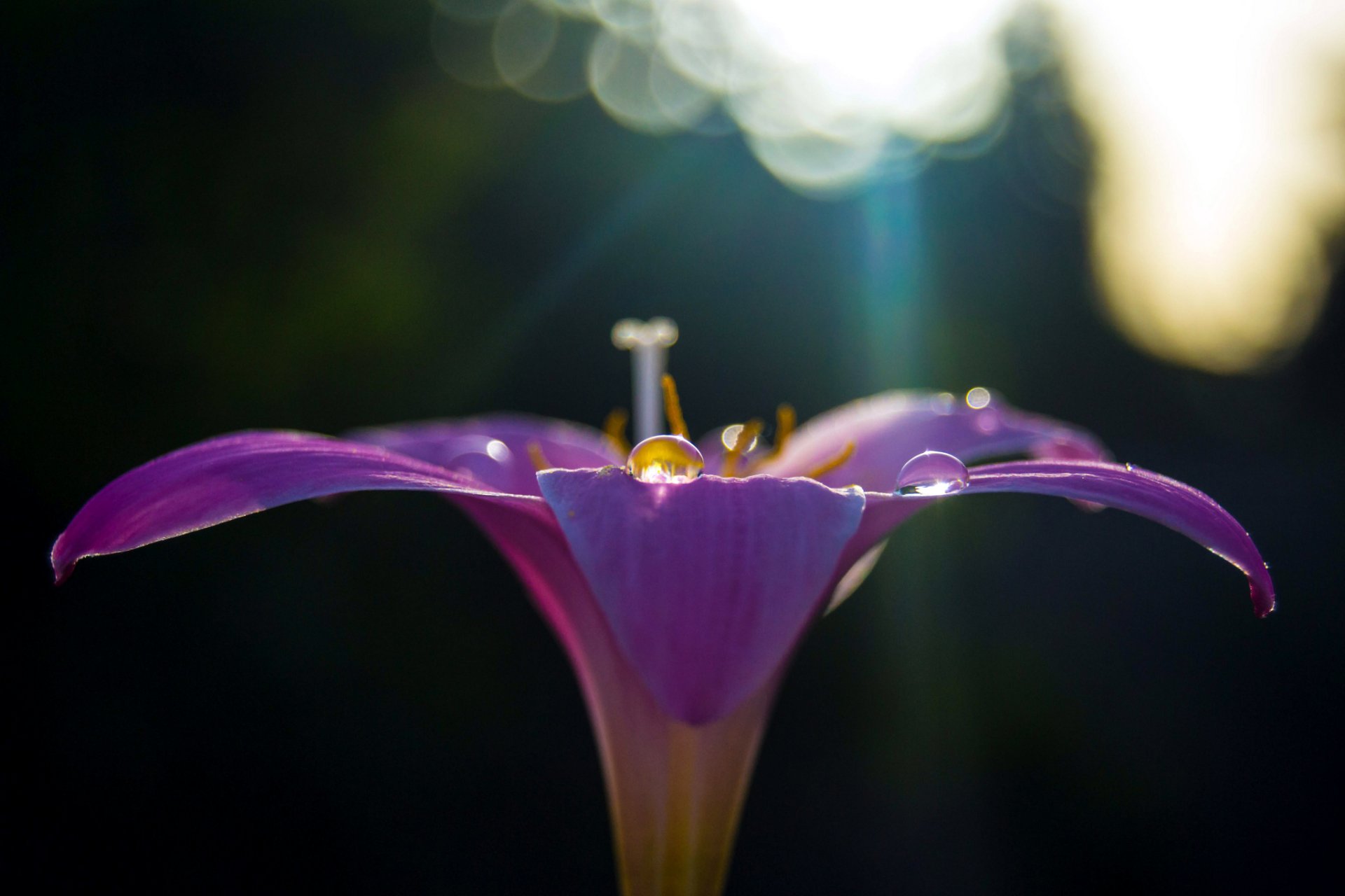 flor lila púrpura pétalos gotitas reflejos macro