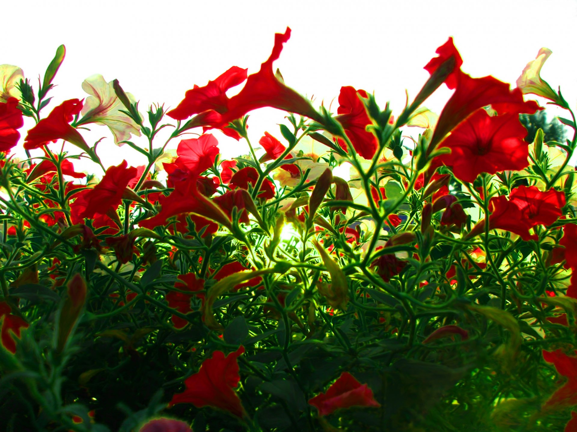 macro fleurs fleurs rouges fleurs écarlates amour ciel feuillage vert nature lumière du soleil rayons du soleil macro feuillage vert