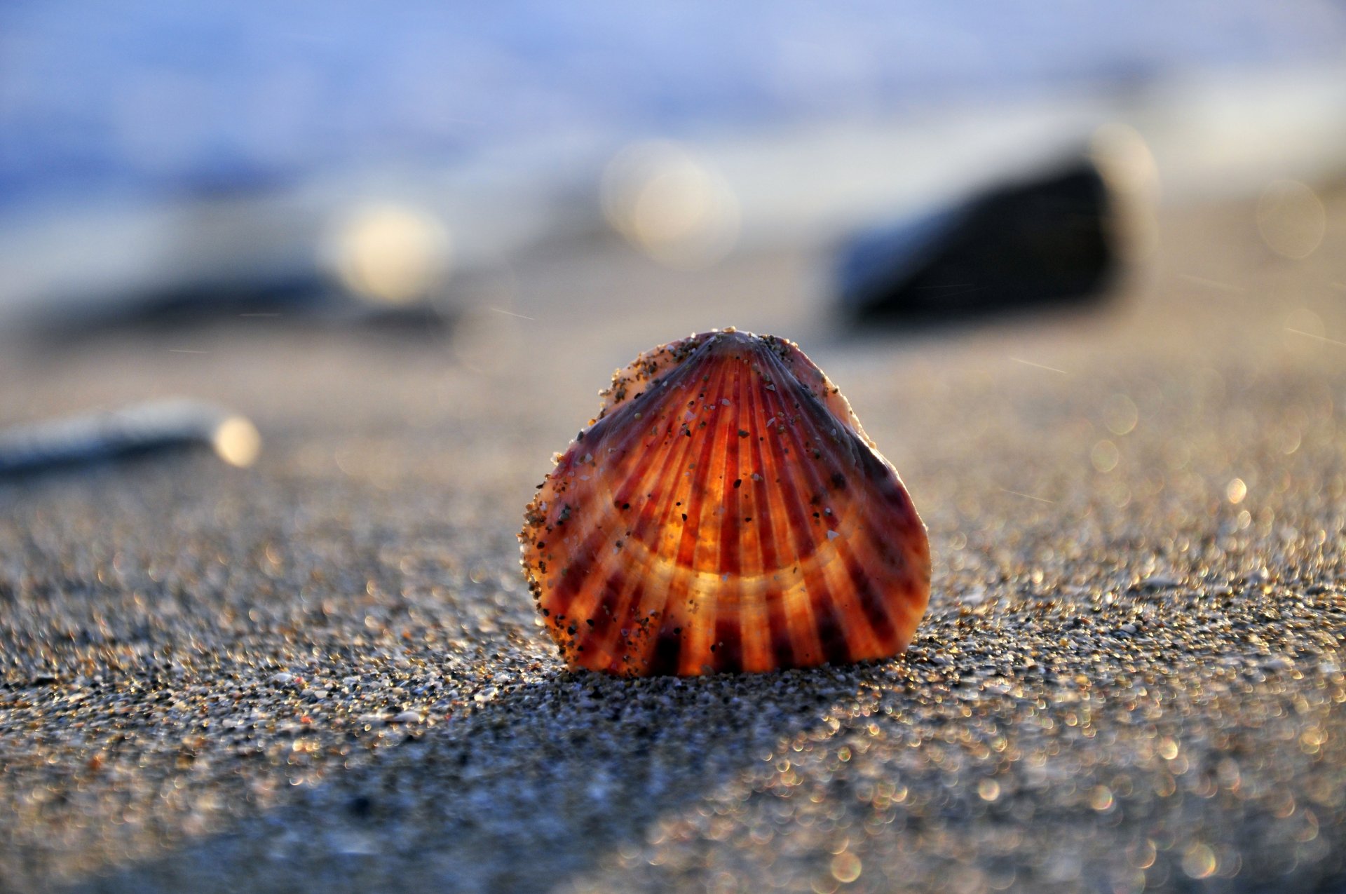 conchiglia sabbia riva mare