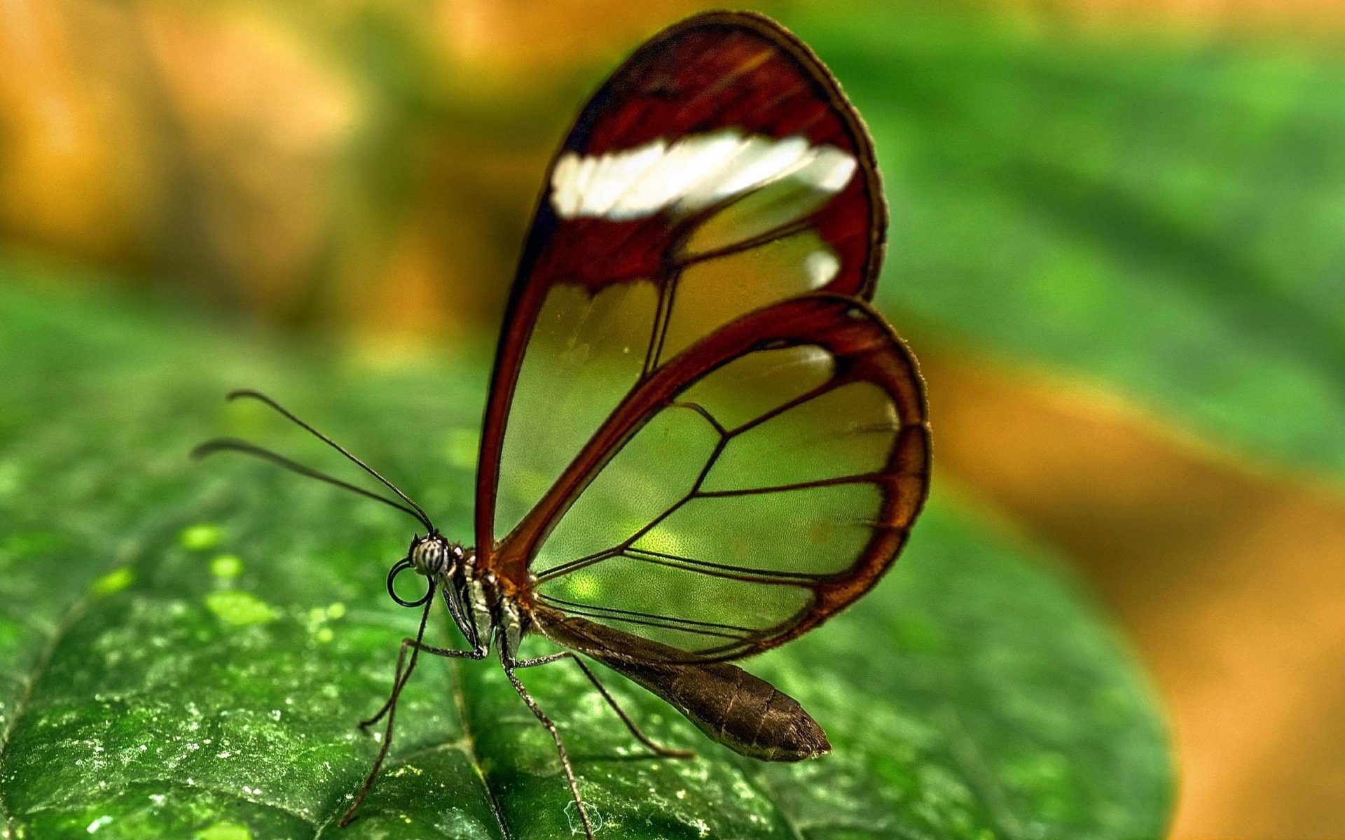 verdure papillon transparent ailes insecte