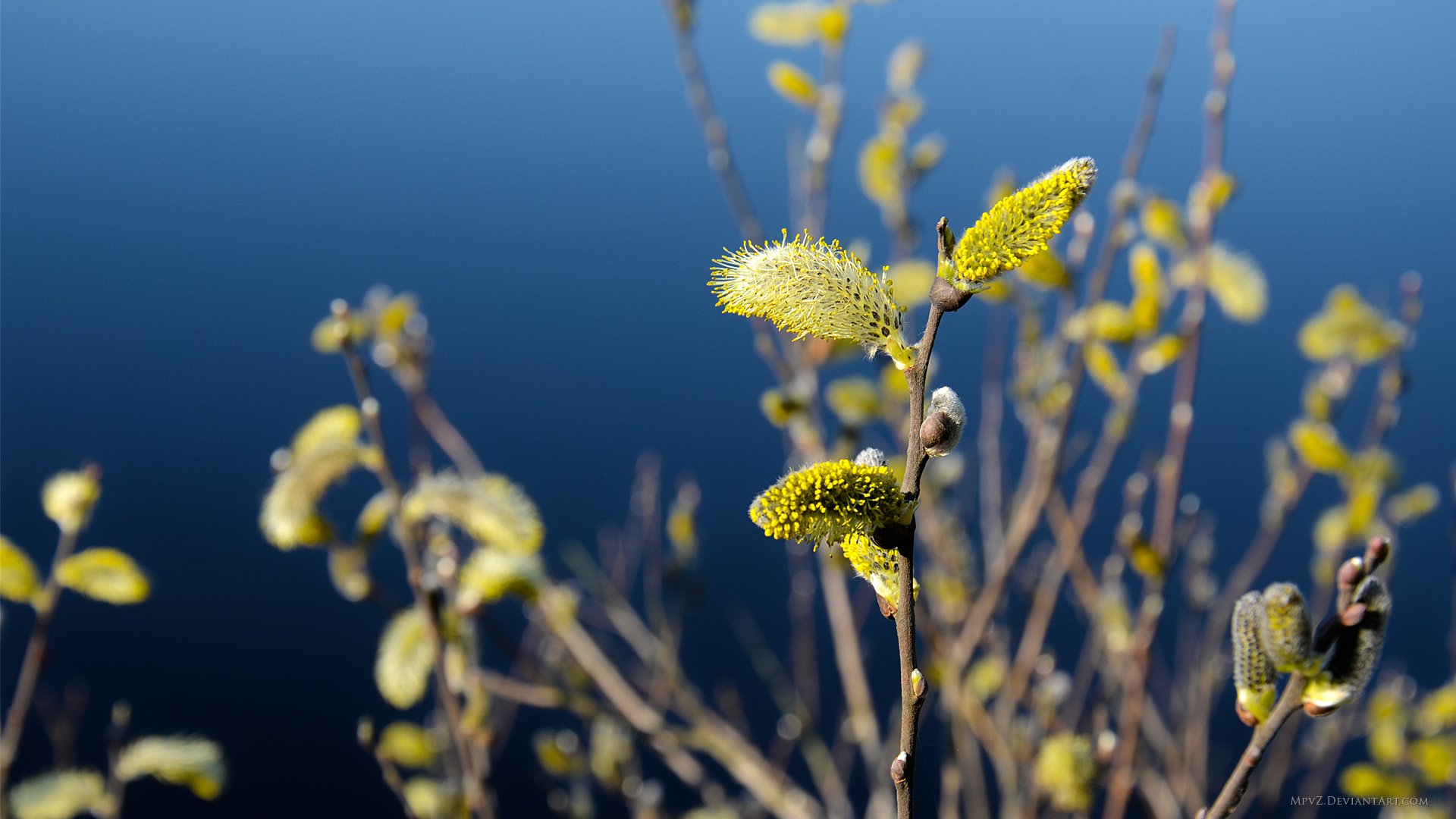 macro branche couleur jaune bleu fond